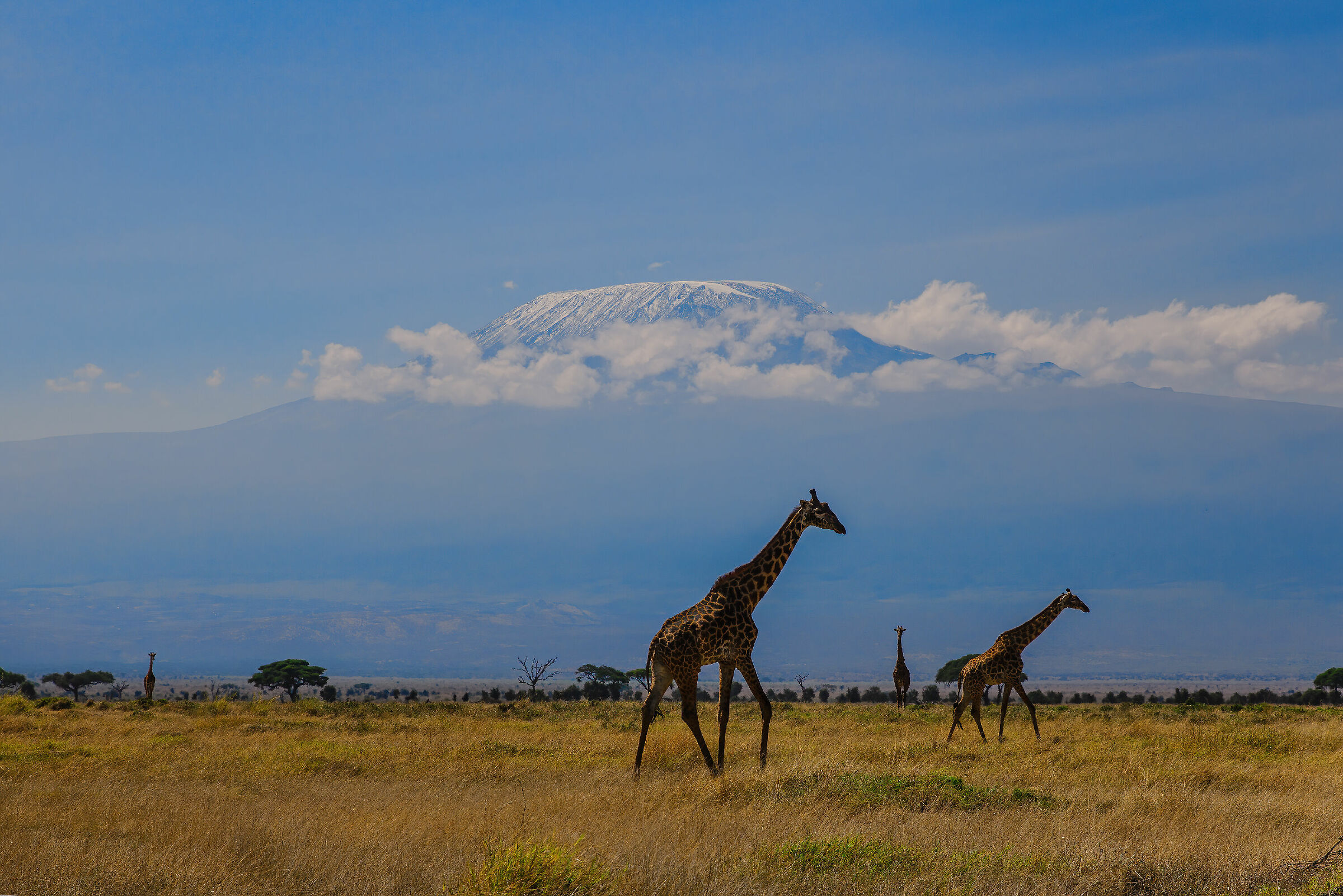 Giraffes and Kilimanjaro
