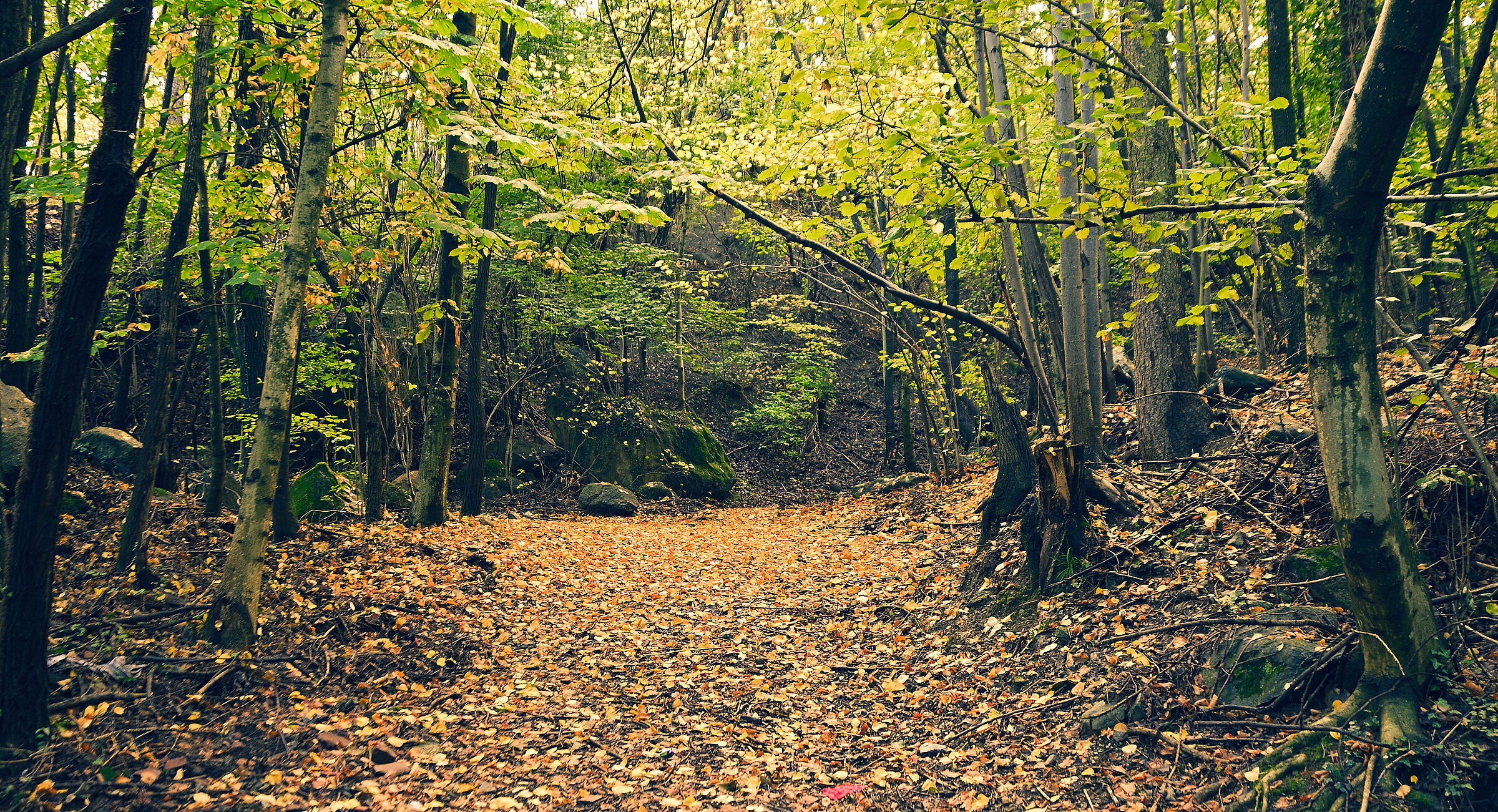 The favorite forest...