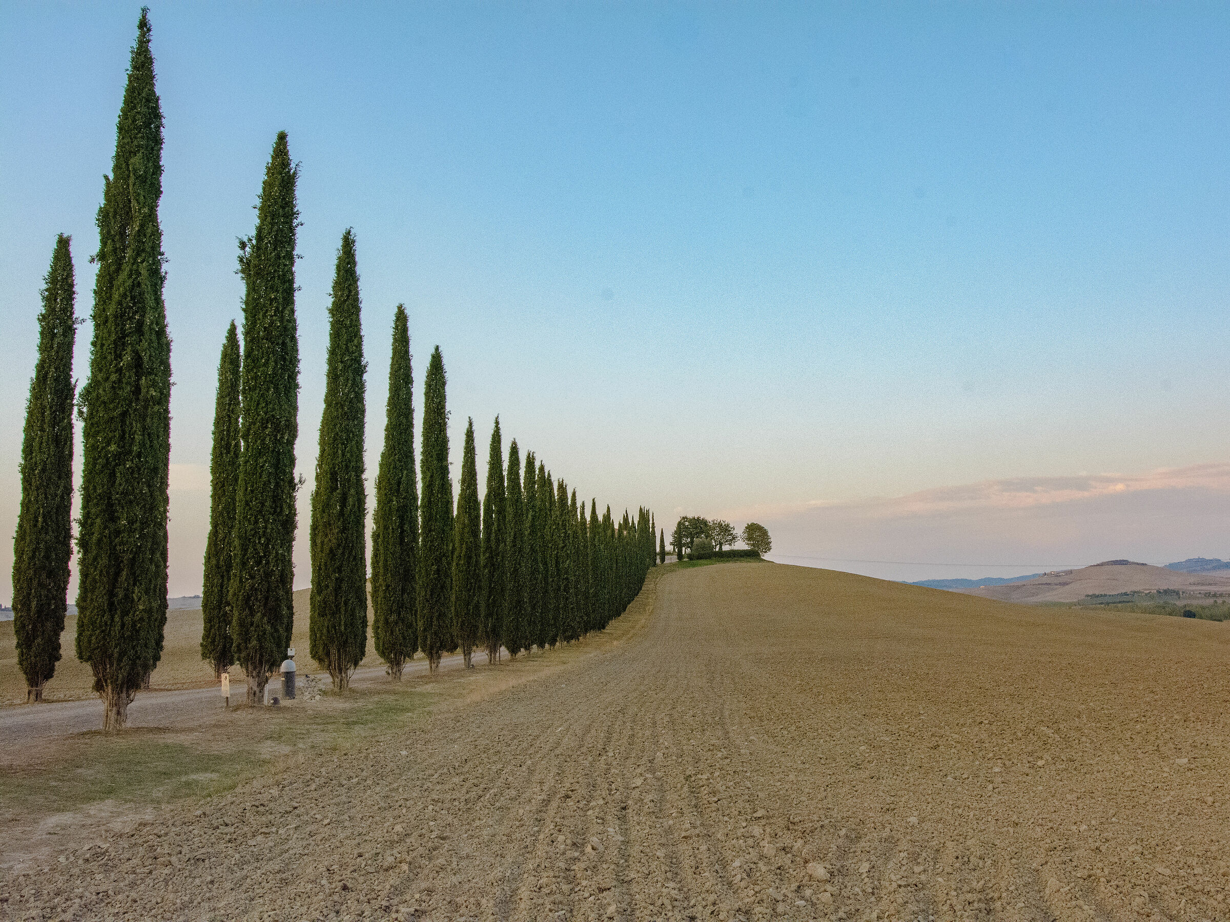 filari di cipressi