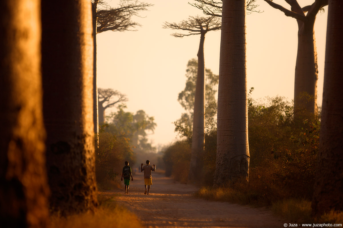 Baobab Avenue, 010384