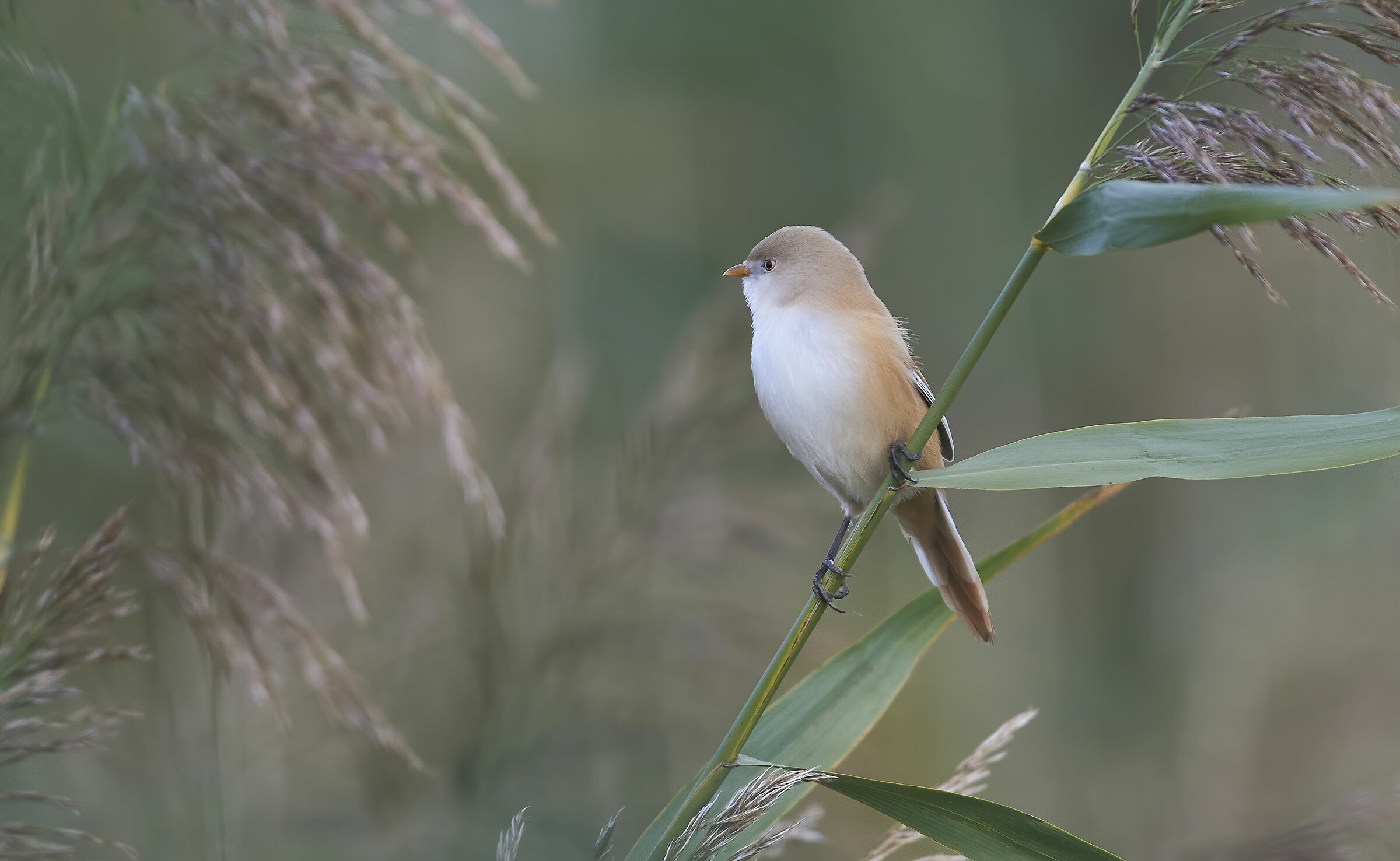 Bearded Reedling