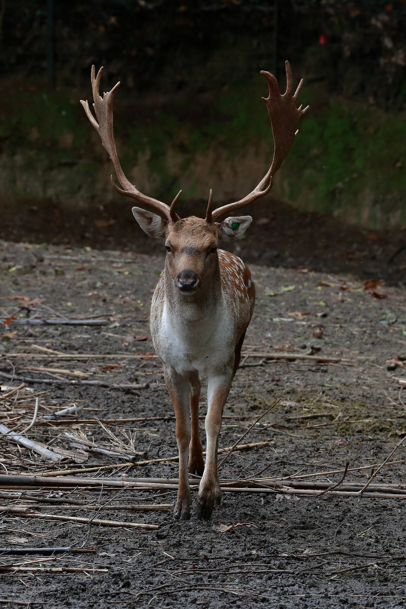 Meravigliosa Creatura