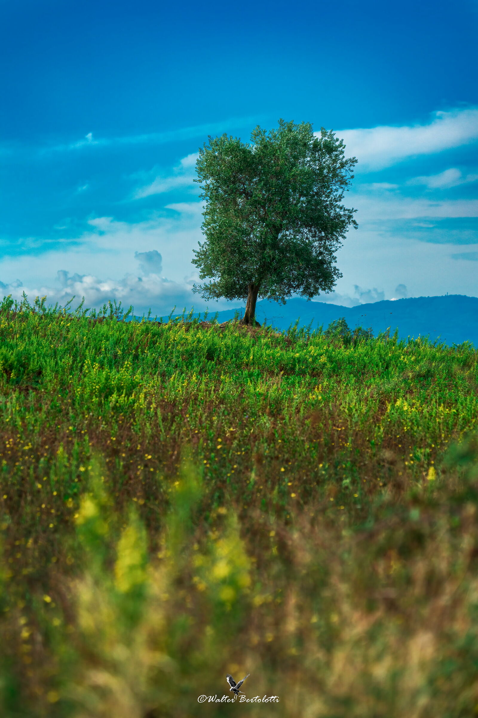 solitario