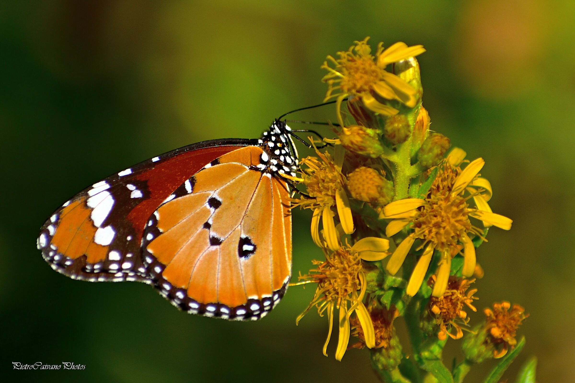 Farfalla sconosciuta, che specie sara' ???