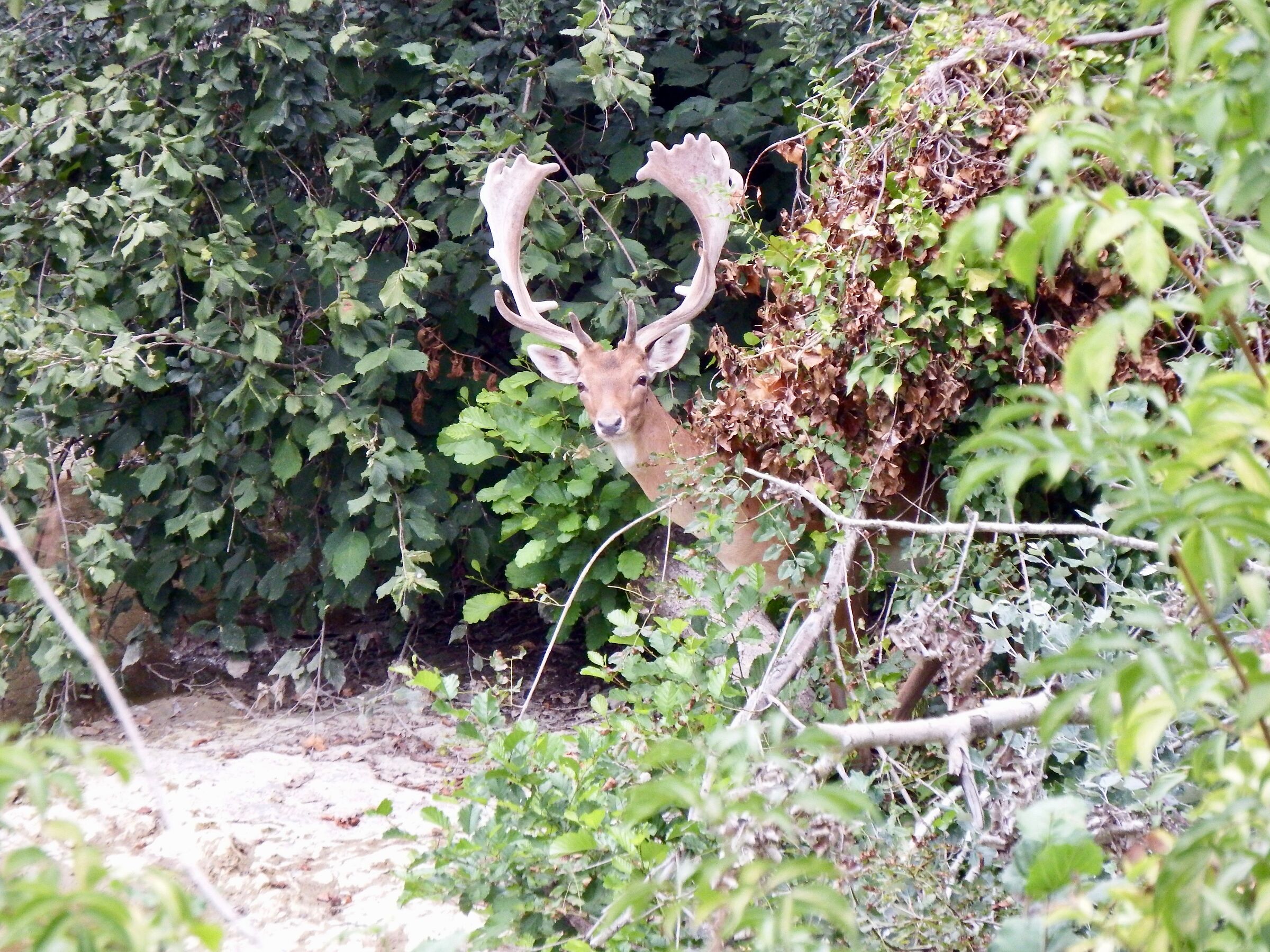 A curious little thing.