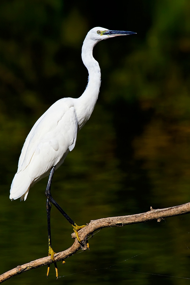 Egretta Garzetta