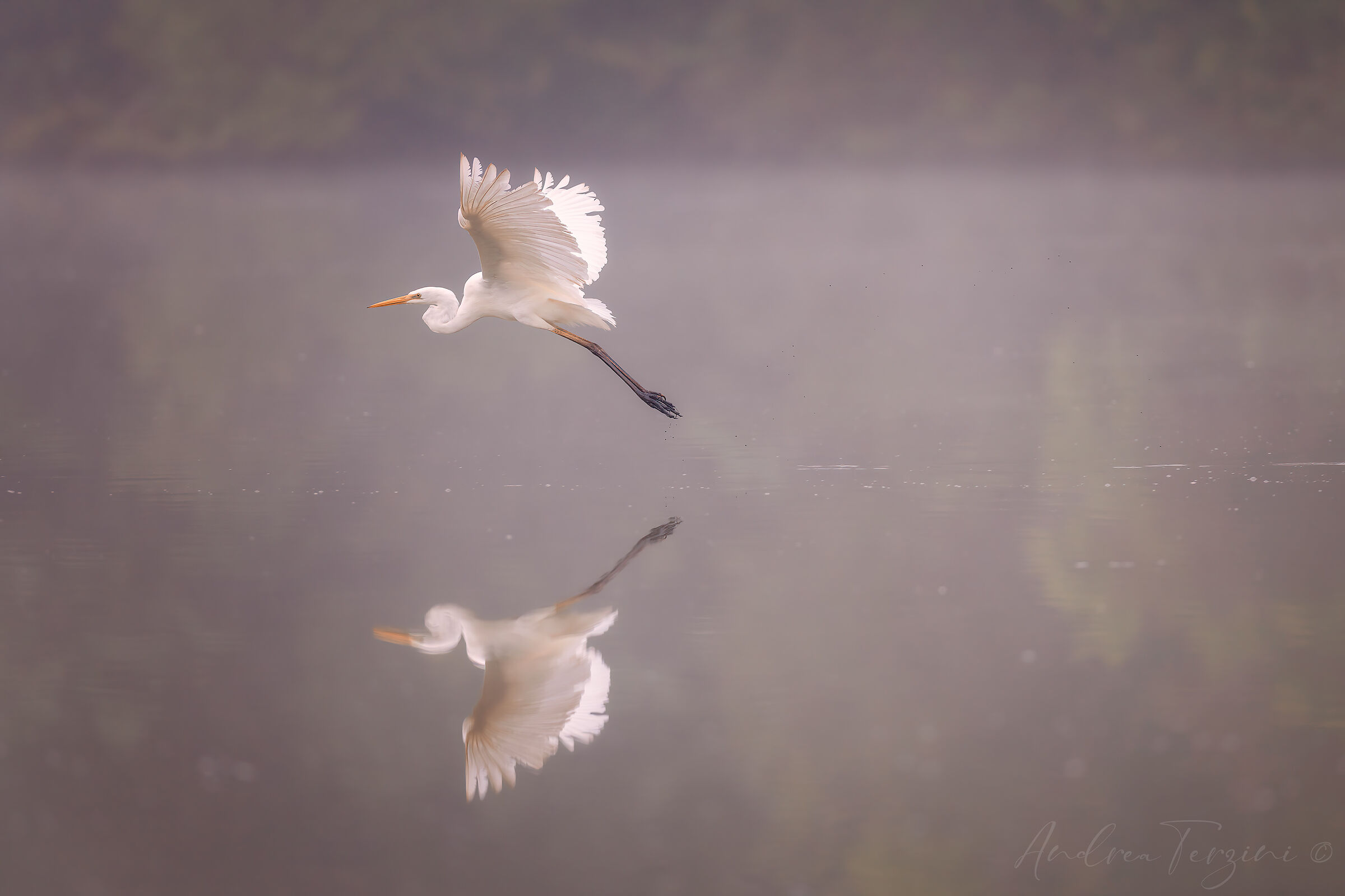 Airone Bianco_MAN5207