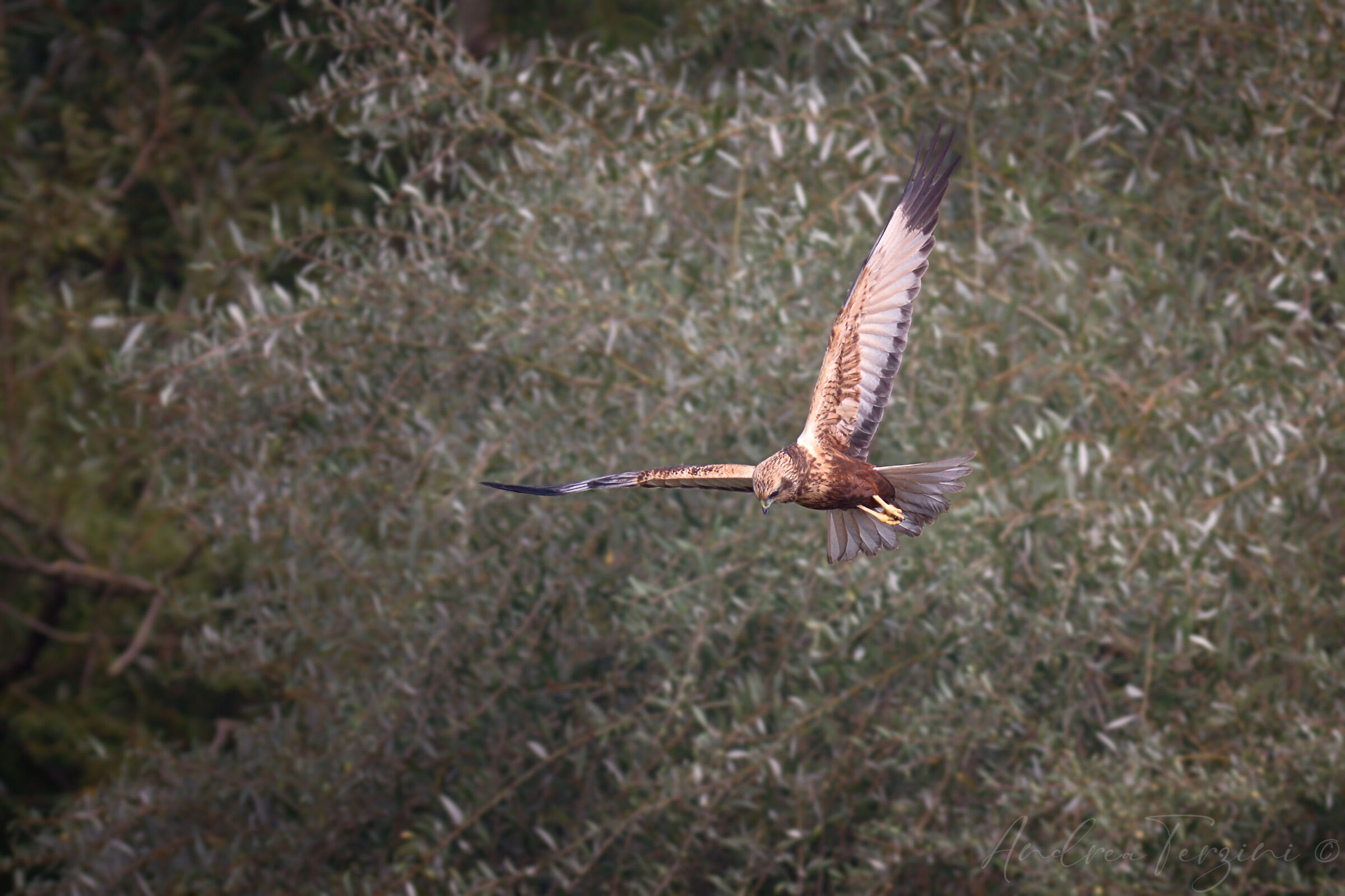 Falco Di Palude_MAN5324