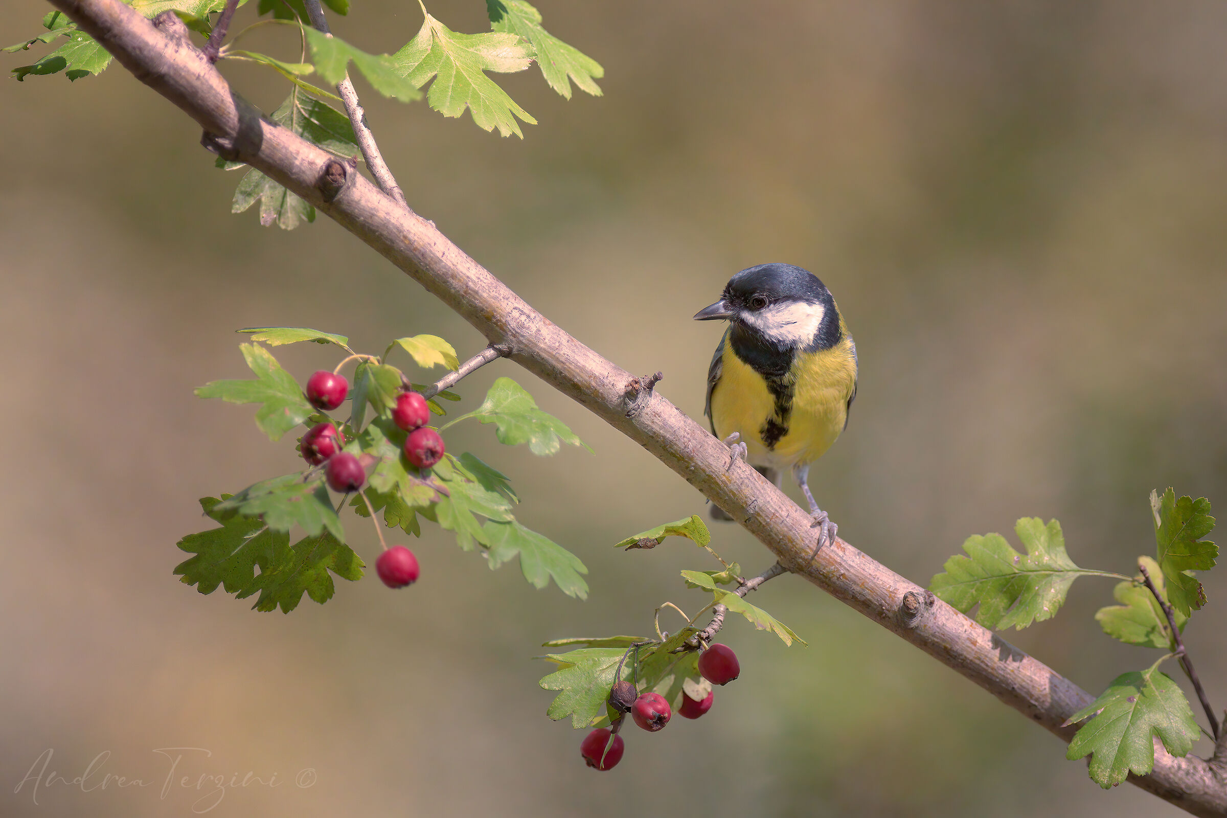 Cinciallegra_MAN5426