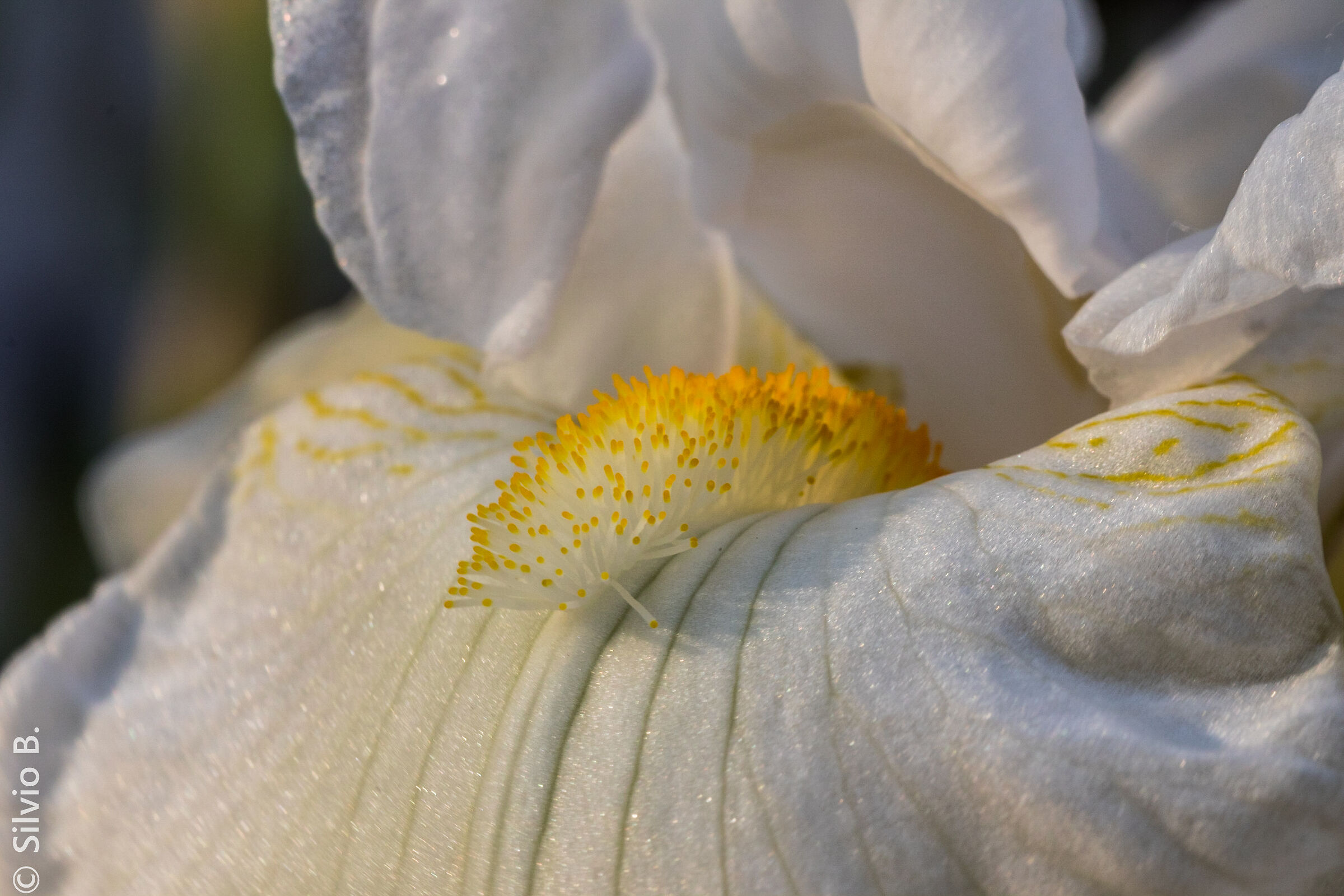 nella bocca dell'iris