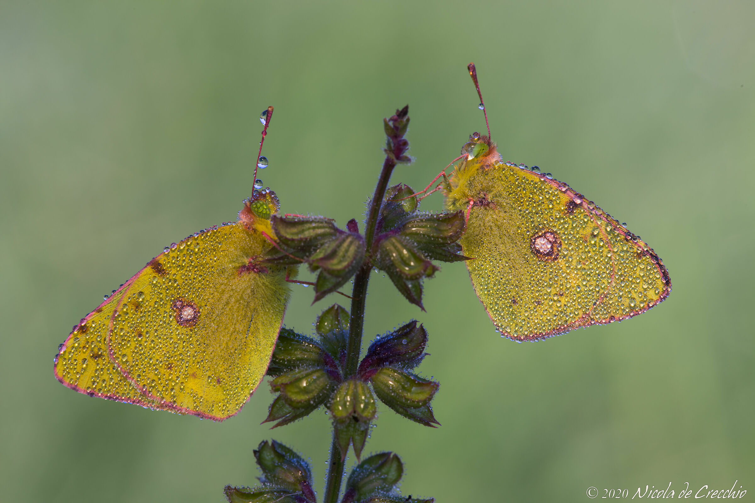 Double Colias