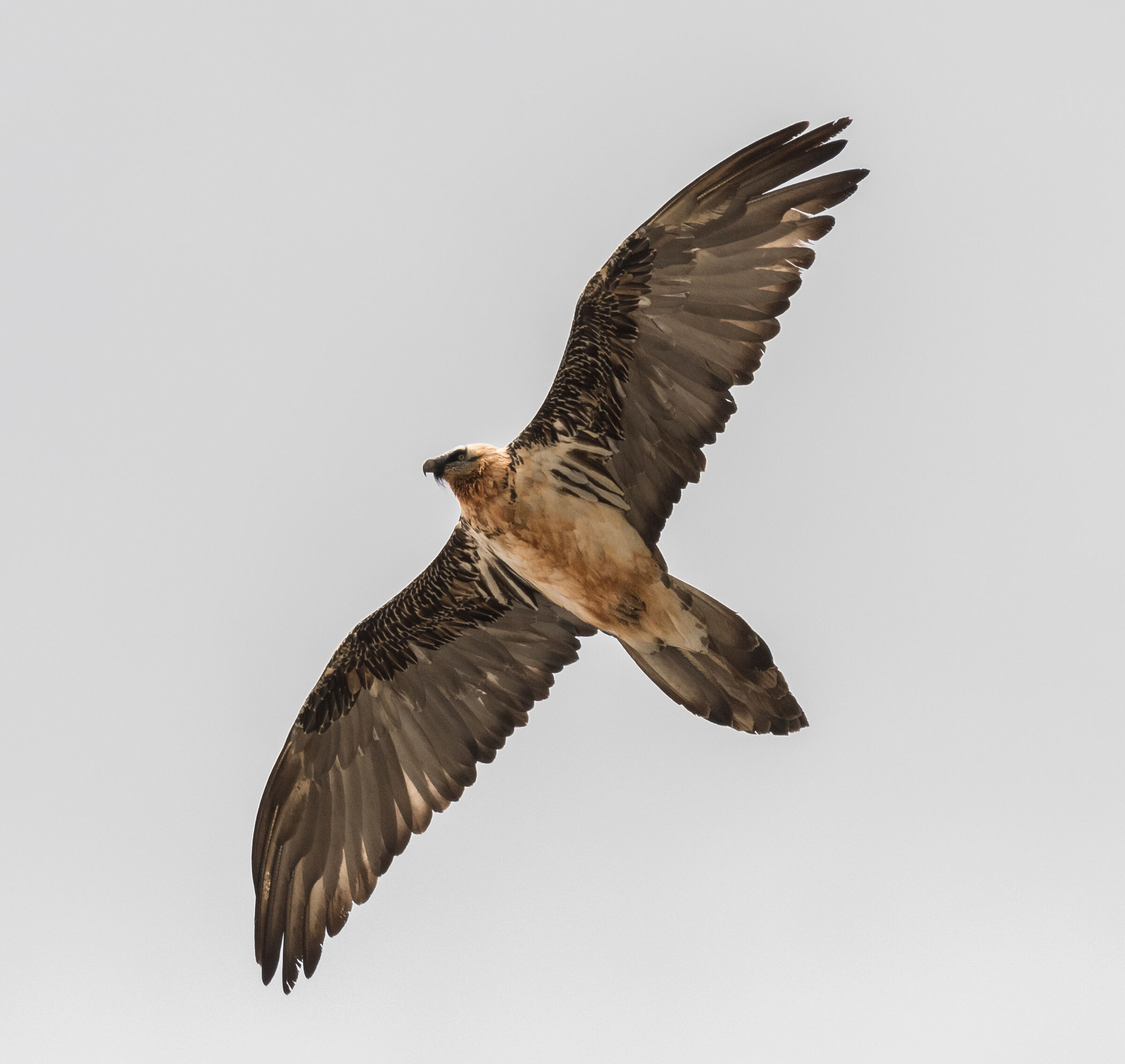 his majesty the gipeto