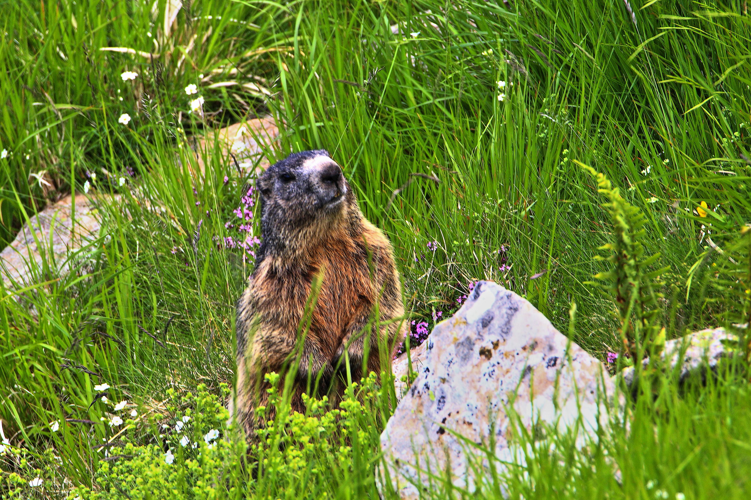 Marmotta appenninica