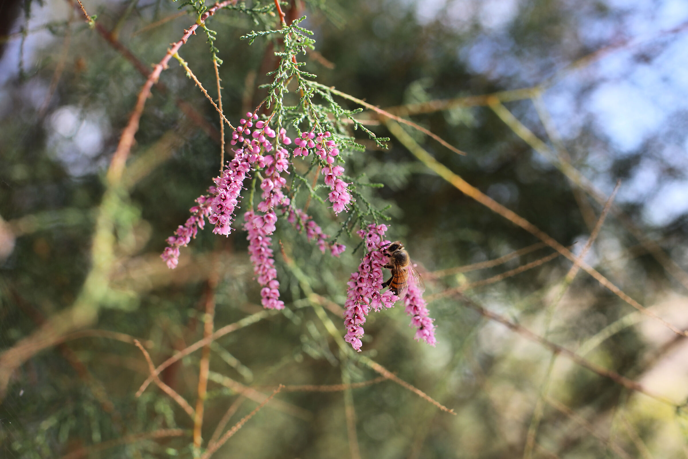 Bee on flower of Tamarix ramosissima rosea