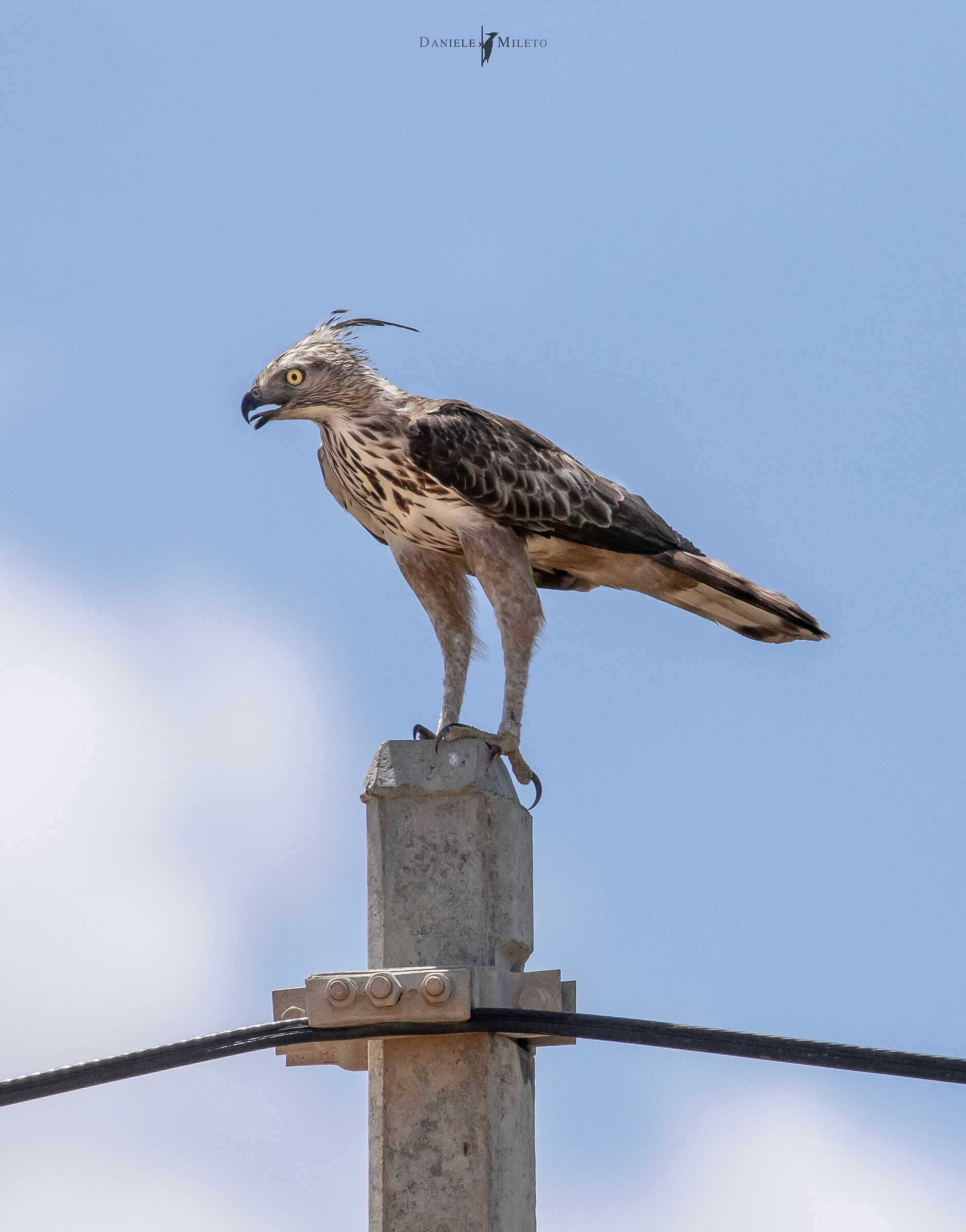 Aquile di città (crested Hawk Eagle)
