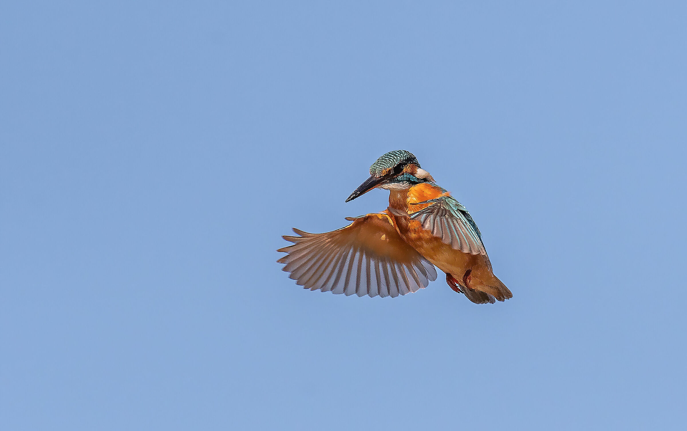 Kingfisher in the Holy Spirit