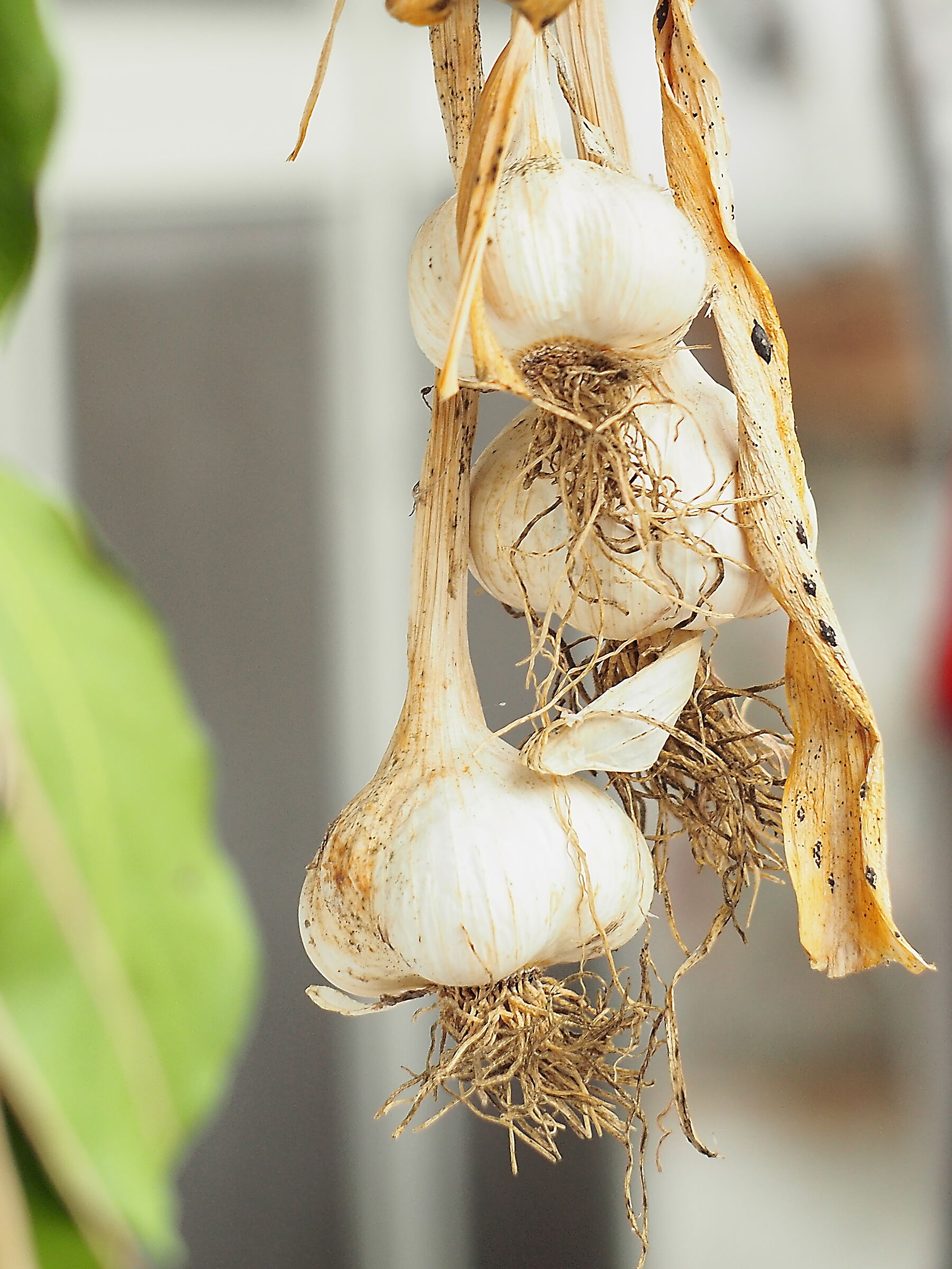 after the rain... but sheltered....