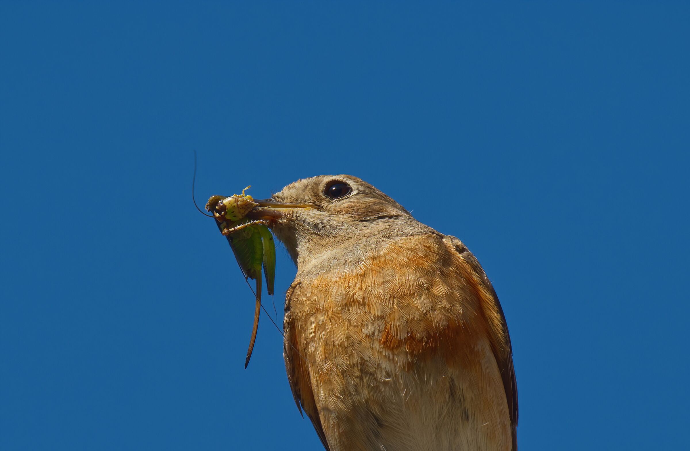 Il cibo per i piccoli