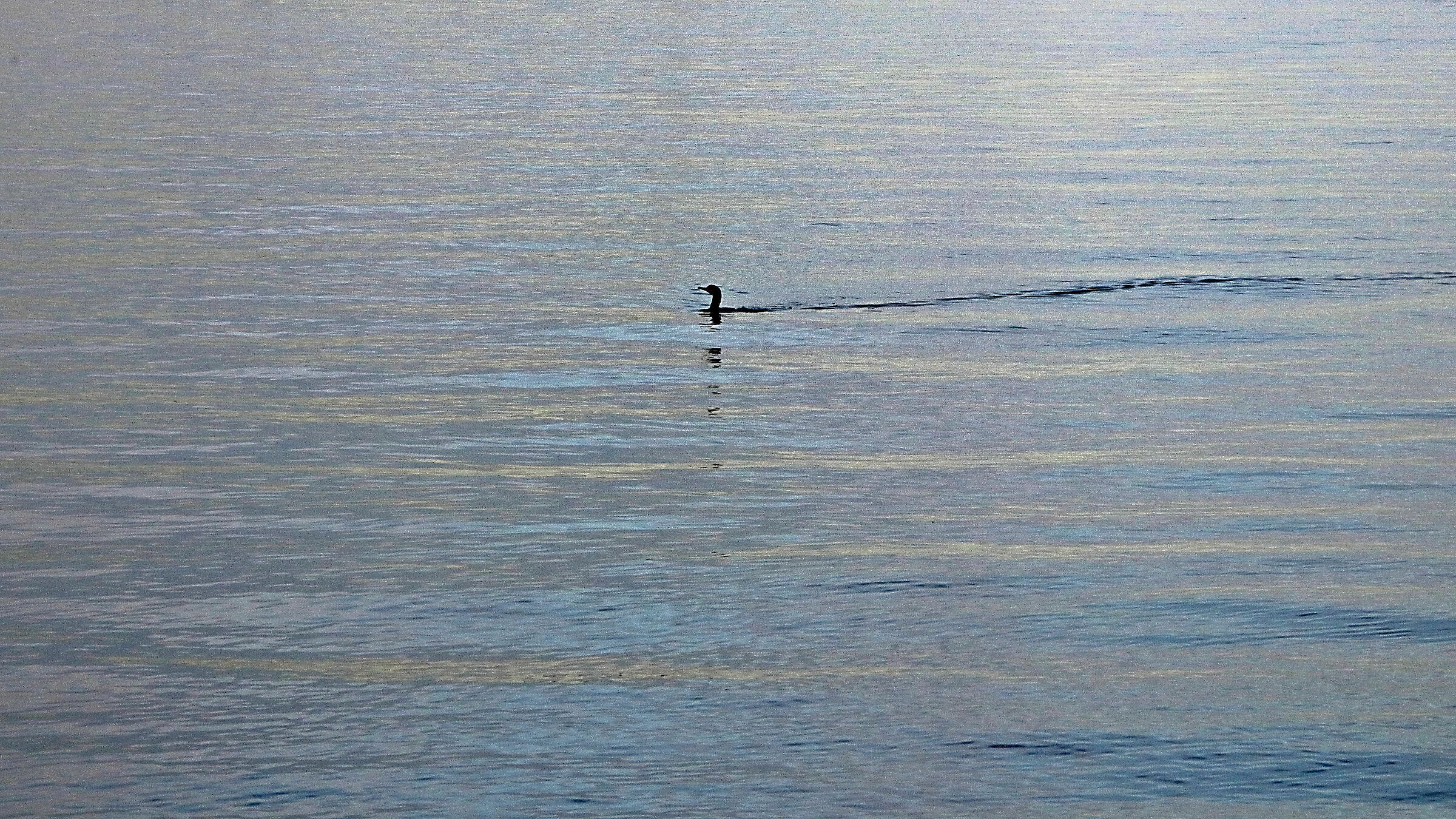 cormorano