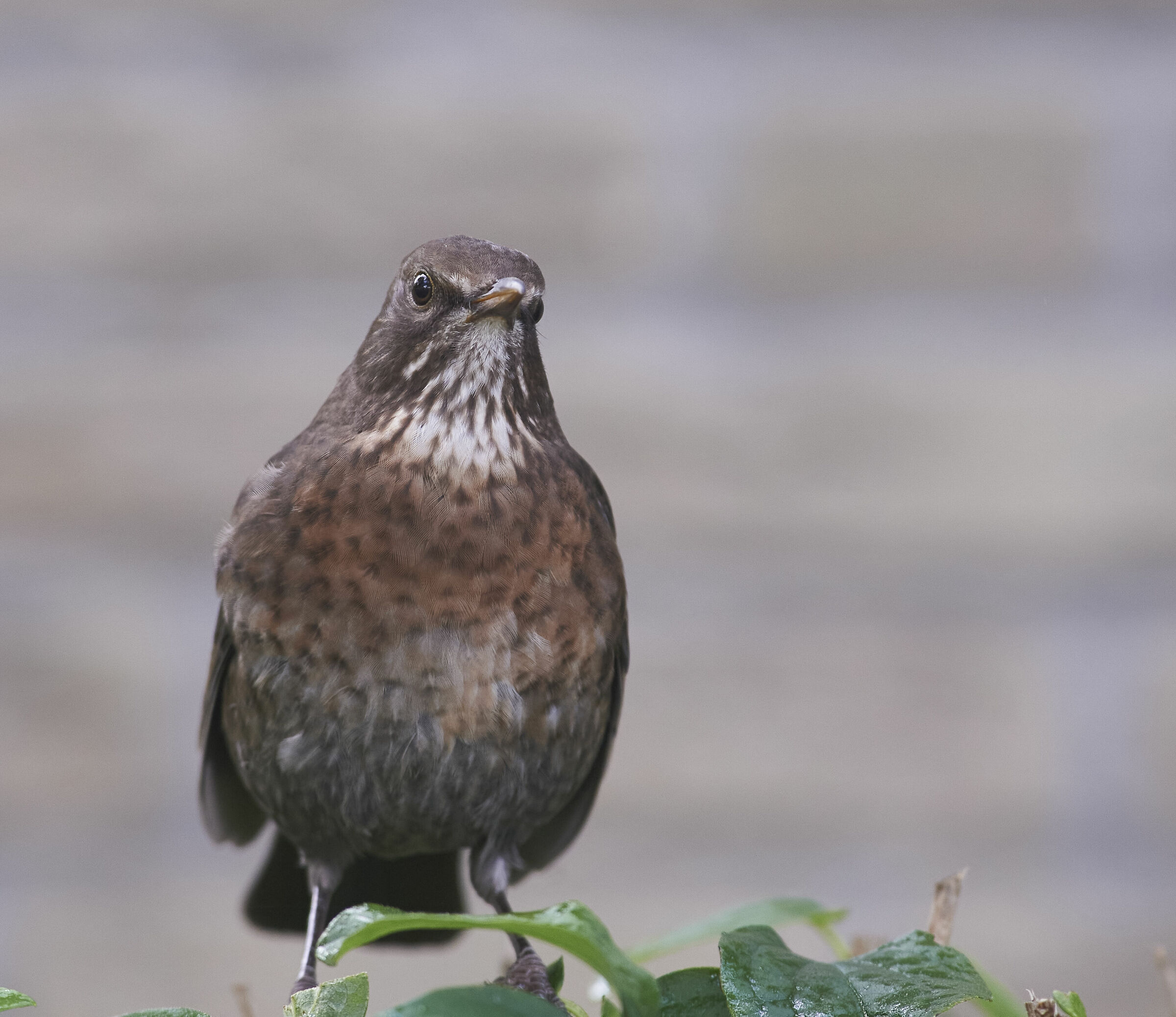 Blackbird ? a casa
