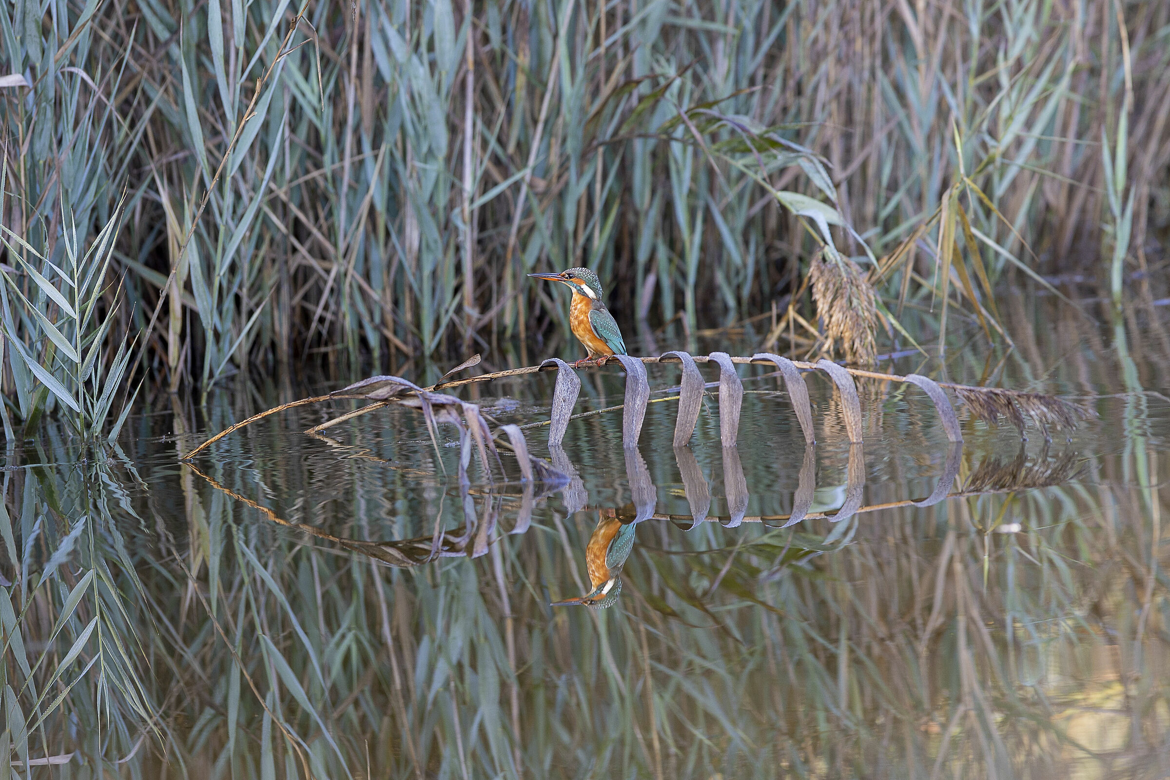 Mirror Martin