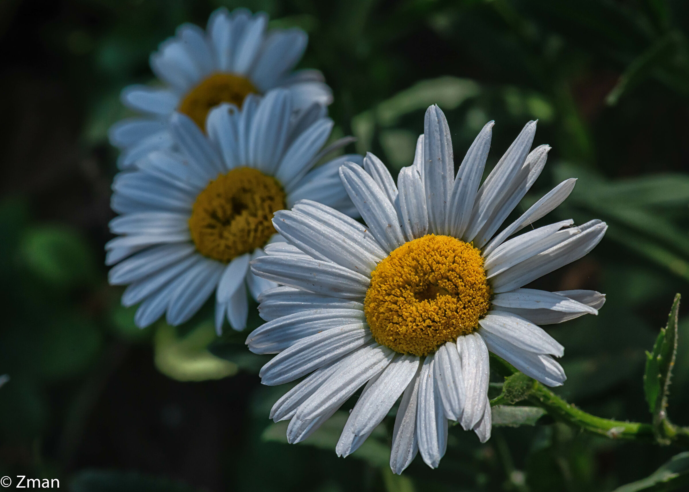Rose e fiori