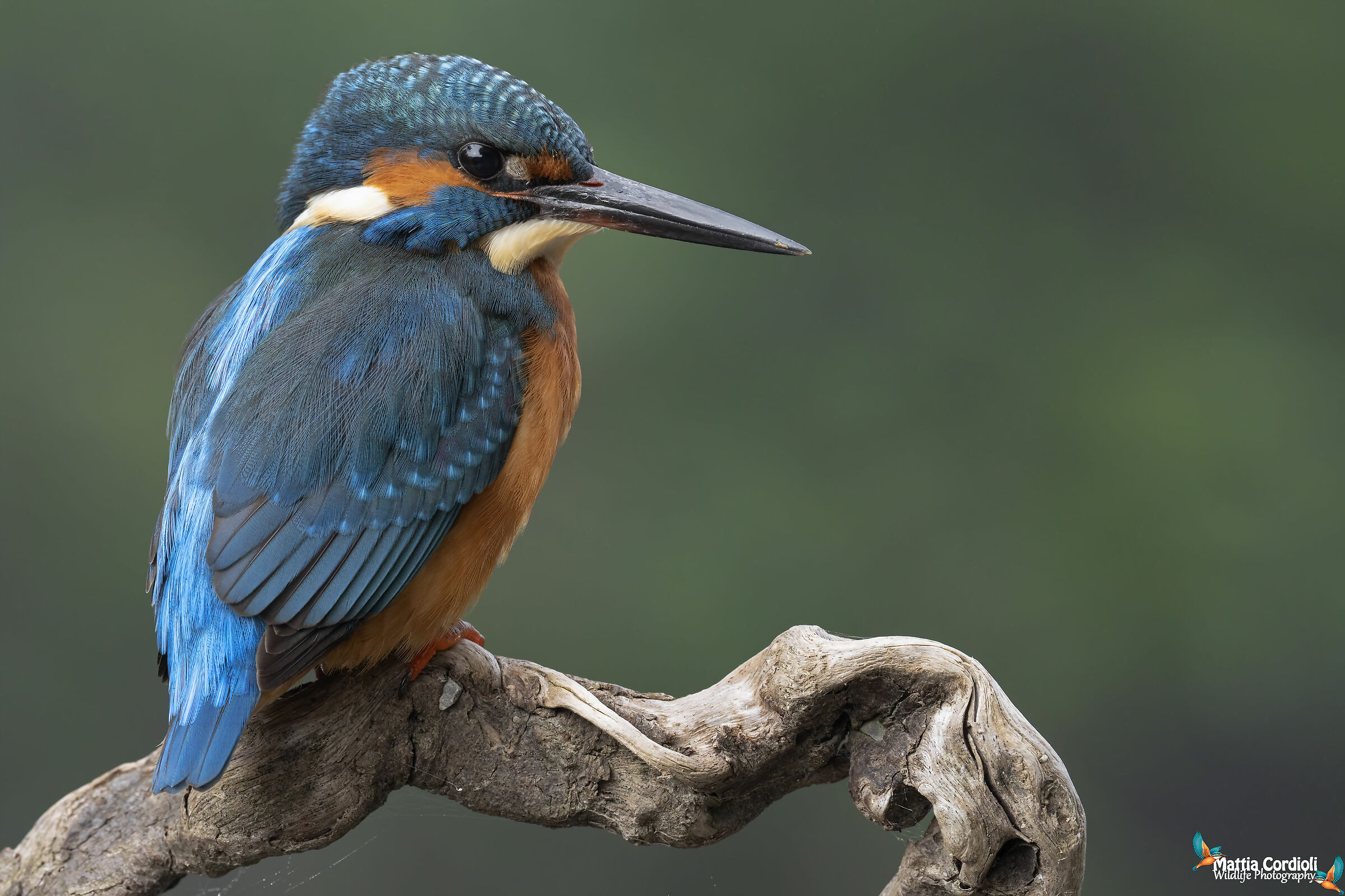 Kingfisher