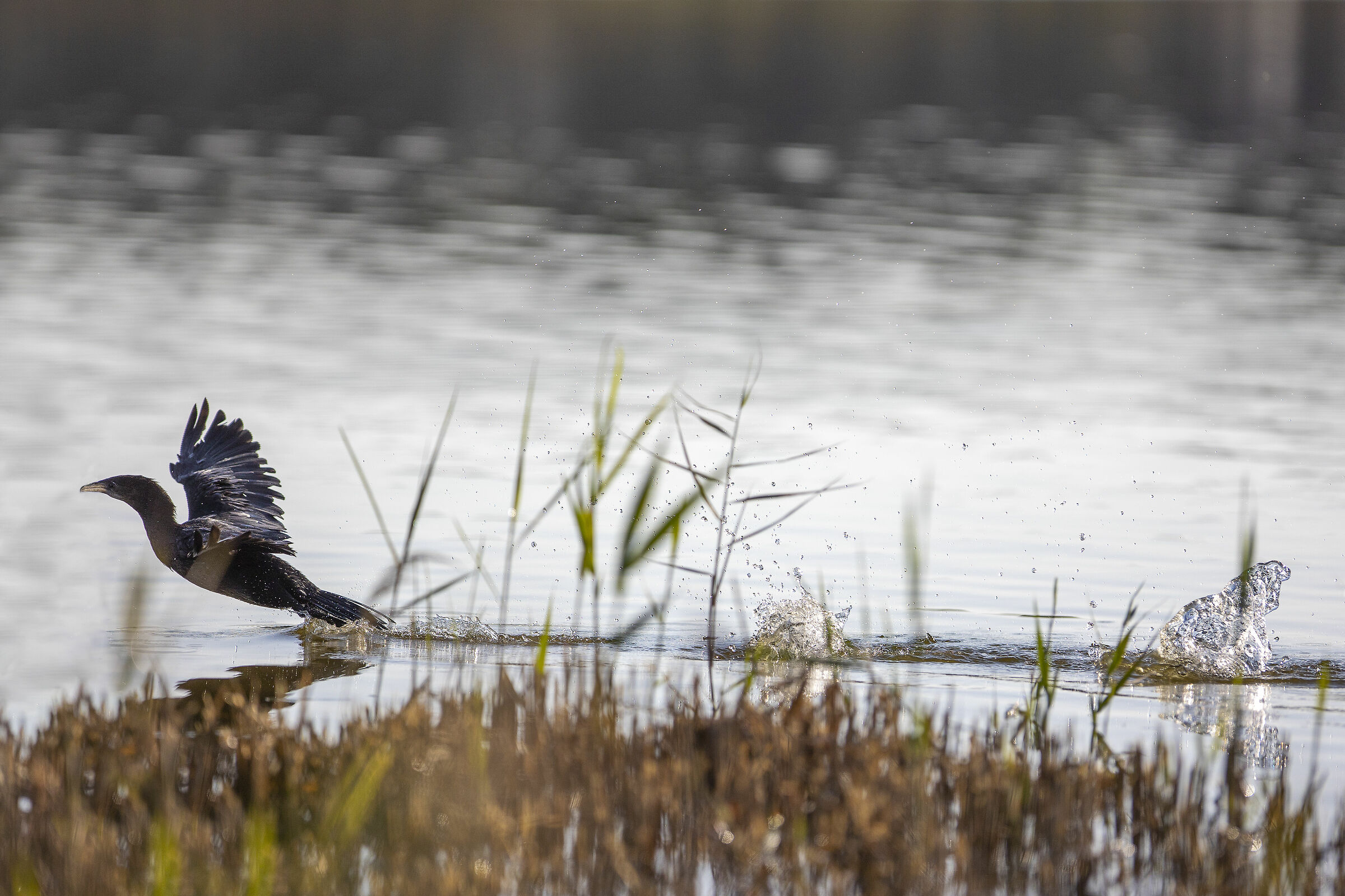 Marangone al decollo