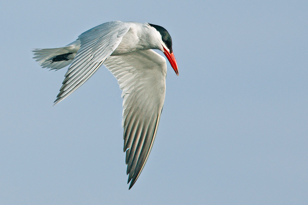 Major tern