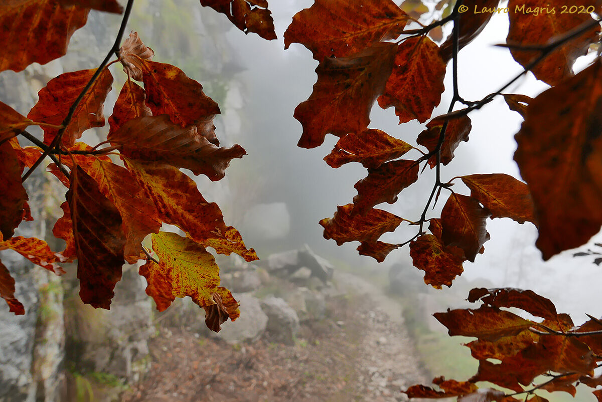 Autumn tunnel