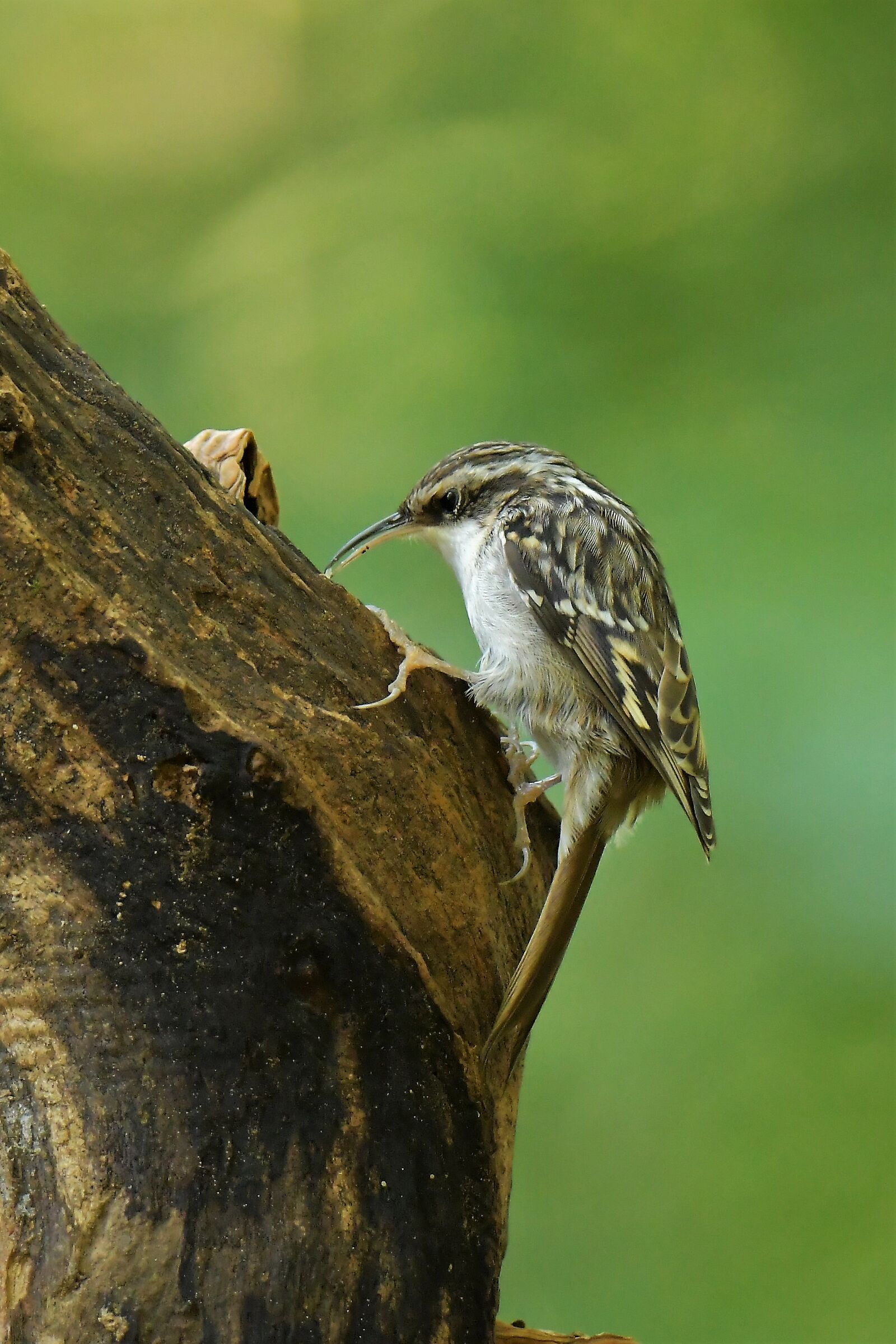 the small rampichino park groane MB