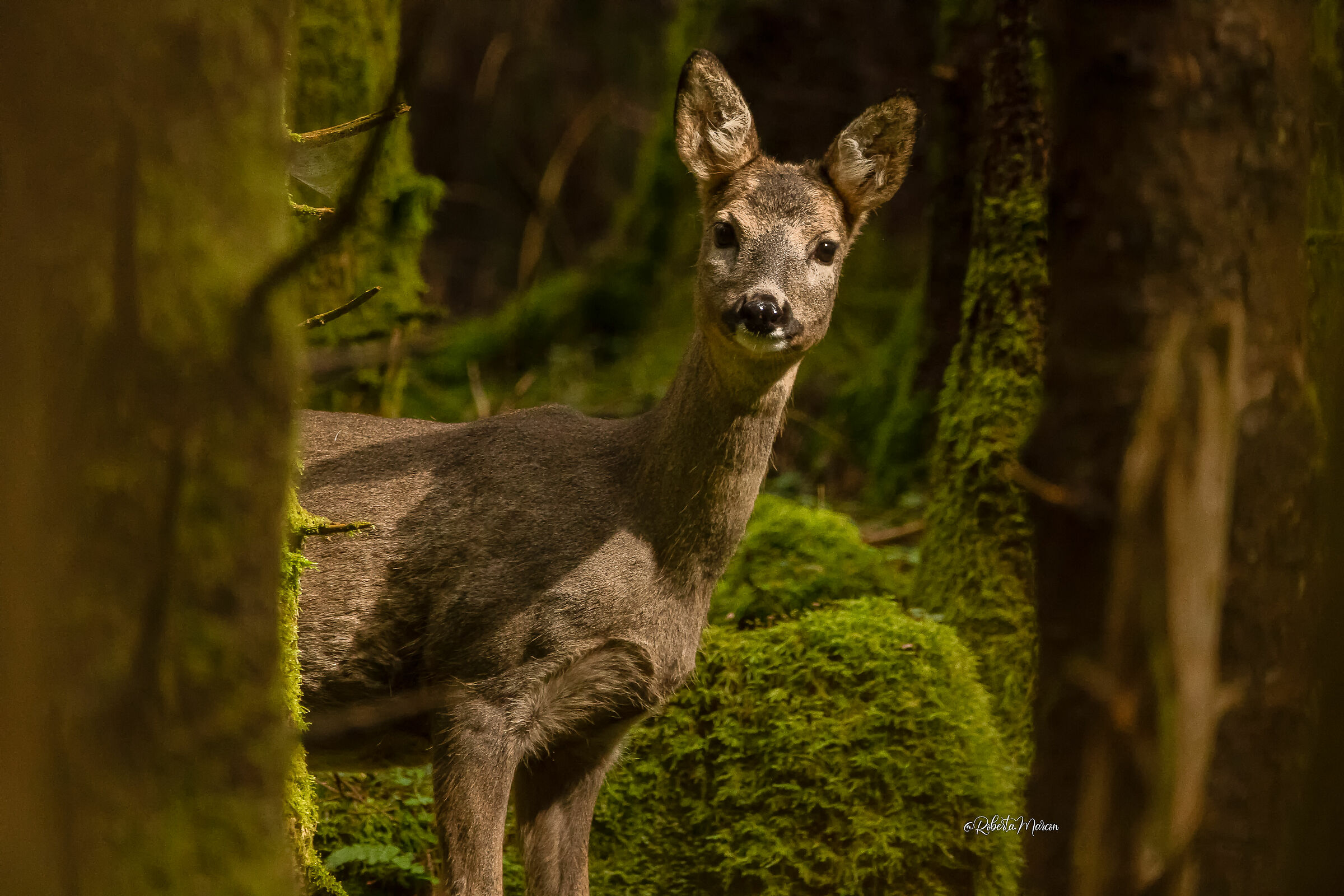 gli occhi dolci di un Capriolo