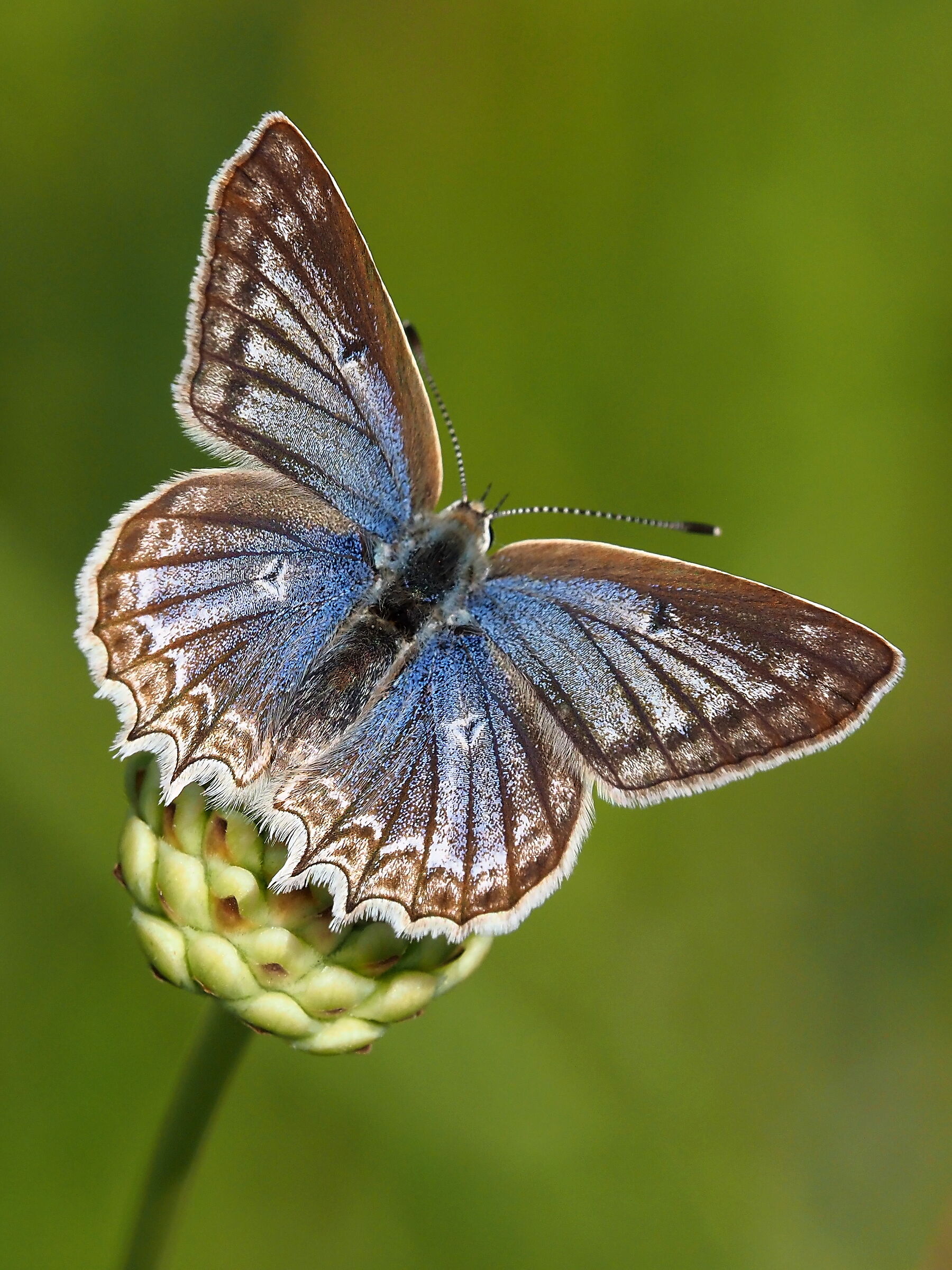 Polyommatus (Meleageria) daphnis - femmina