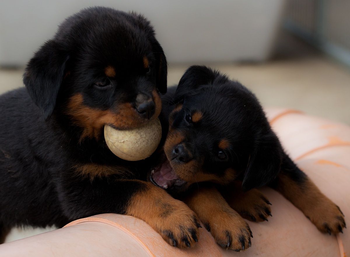 puppies with the ball