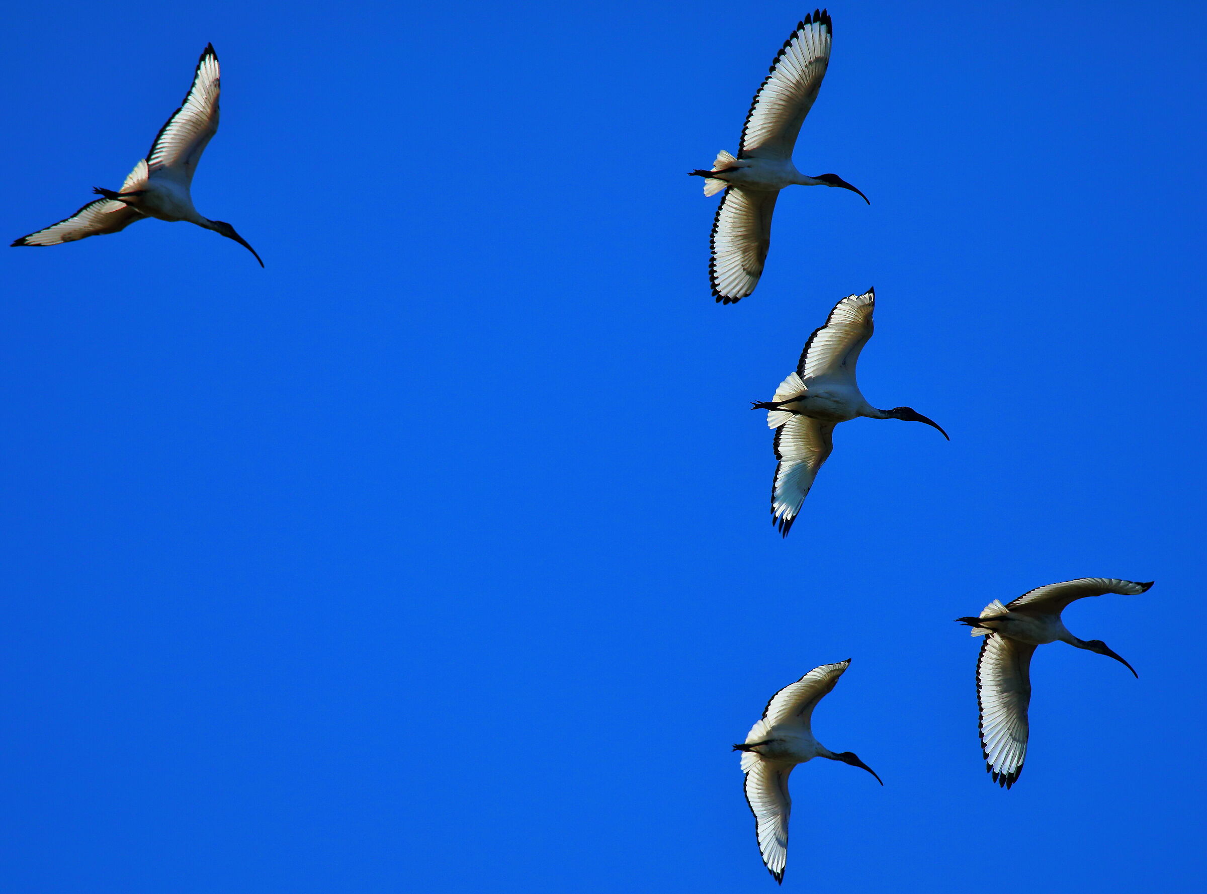 Sacred ibis