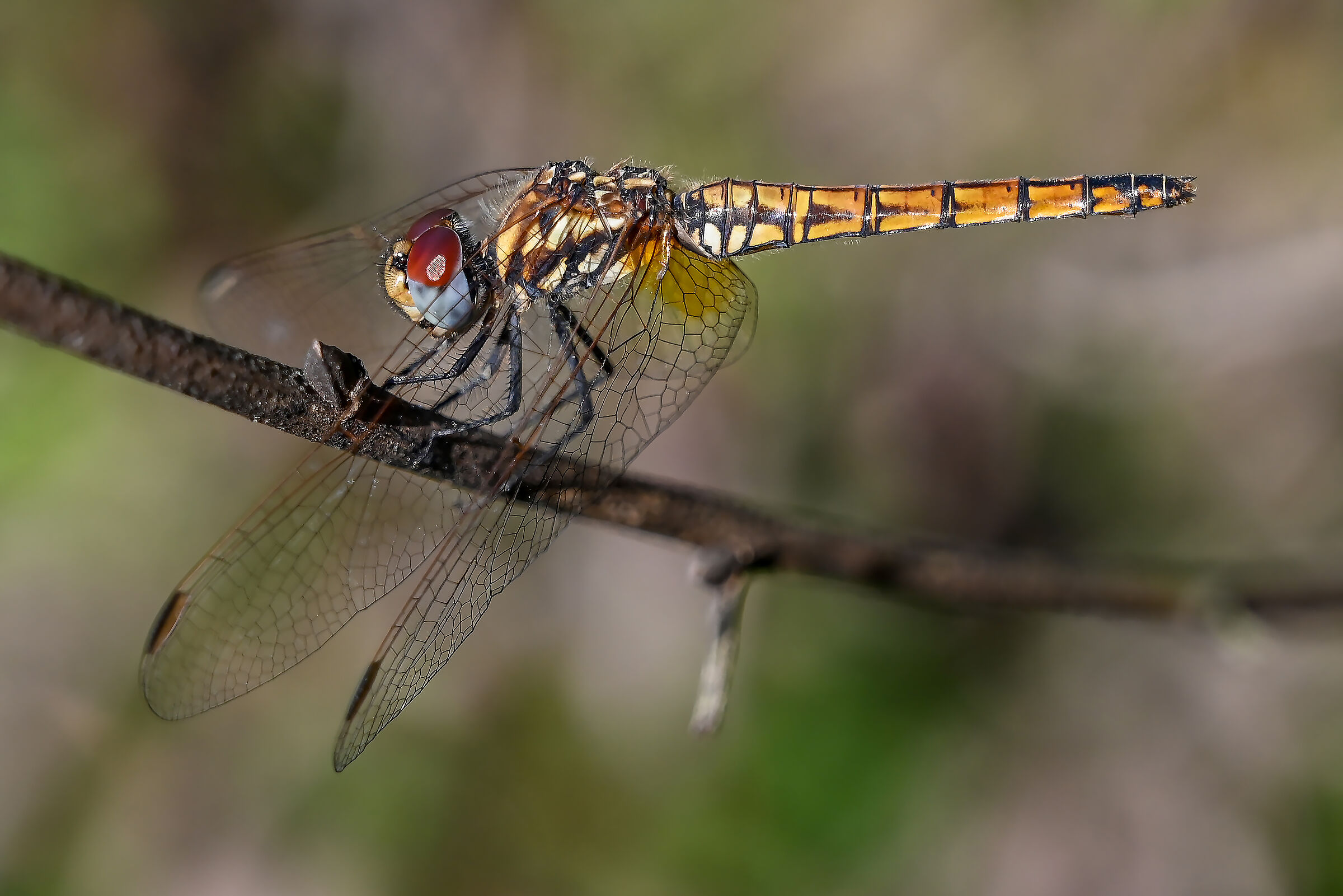 Trithemis annulata femmina