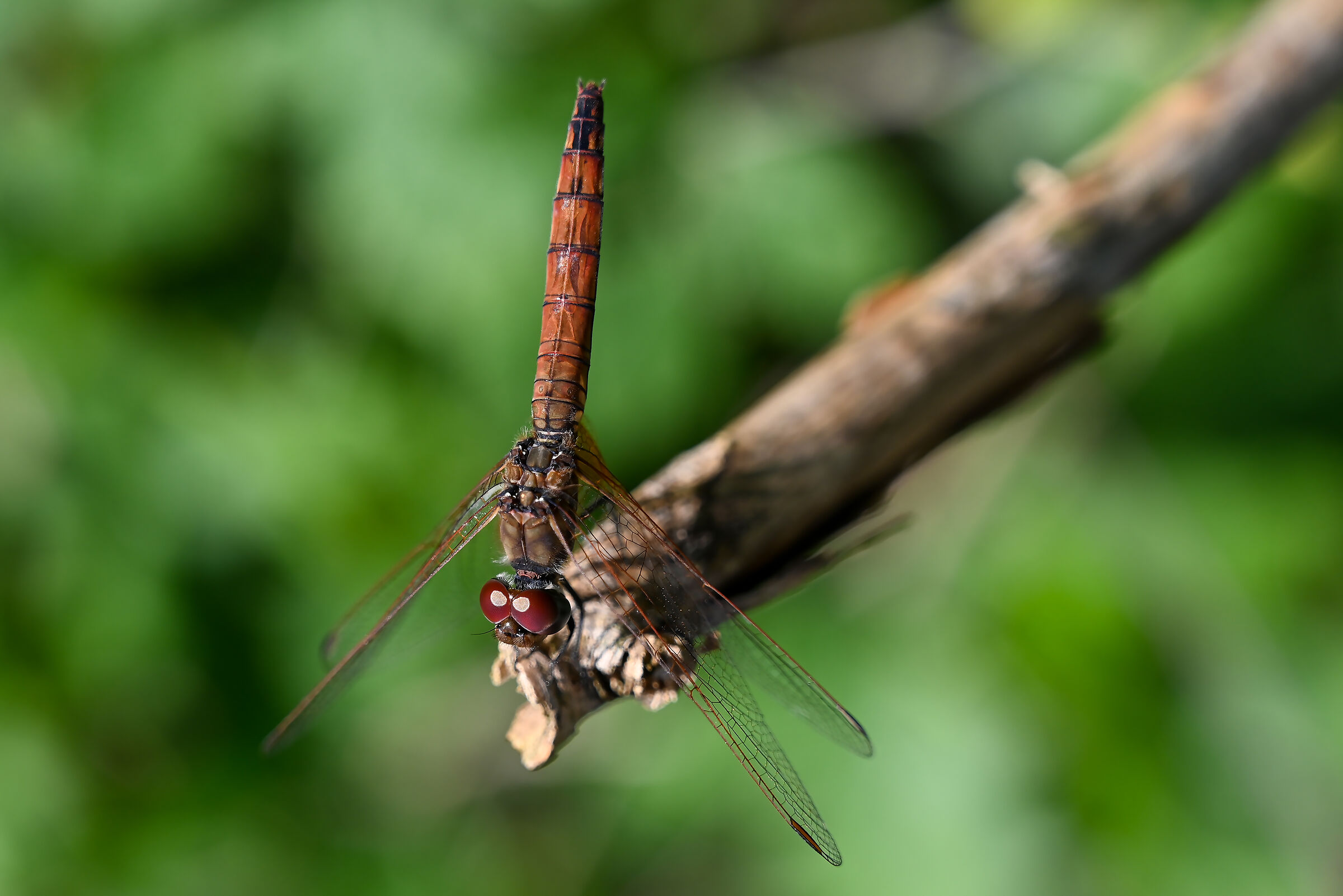 Trithemis annulata femmina - 2