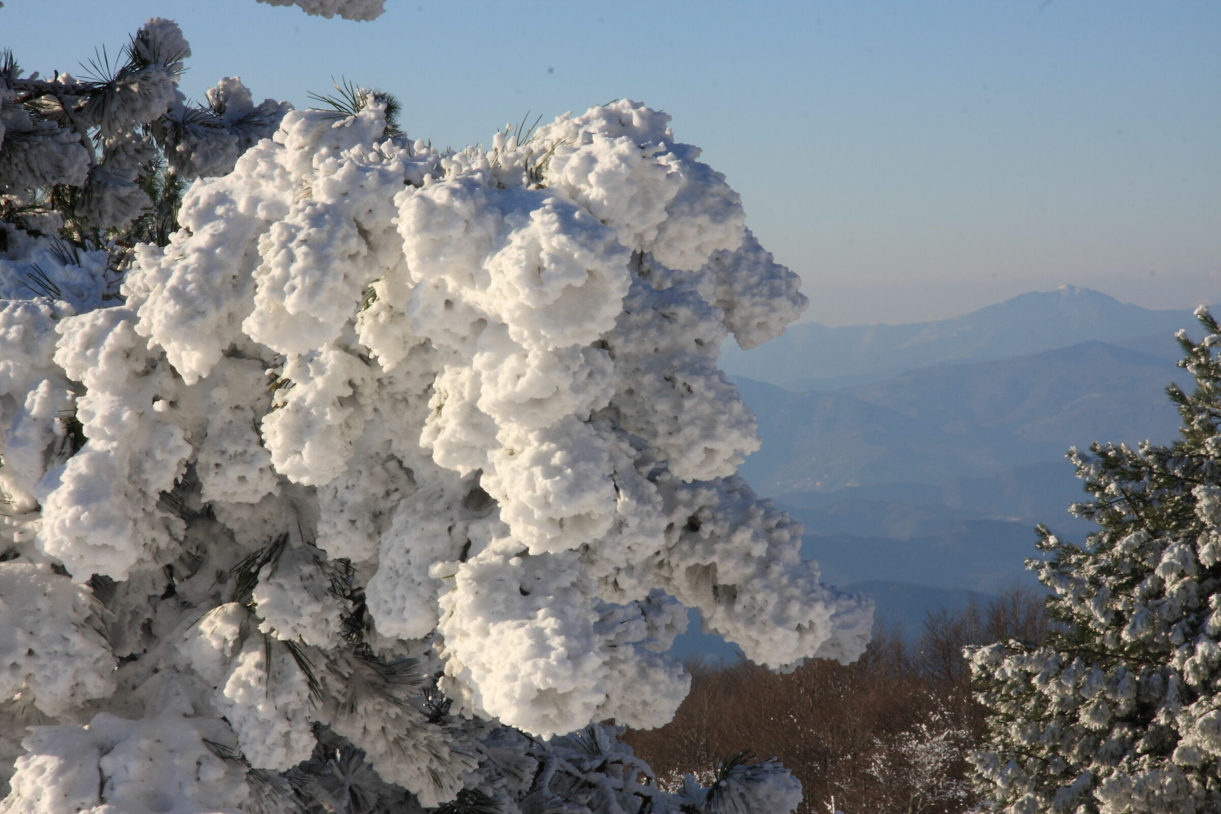 Boccoli di neve