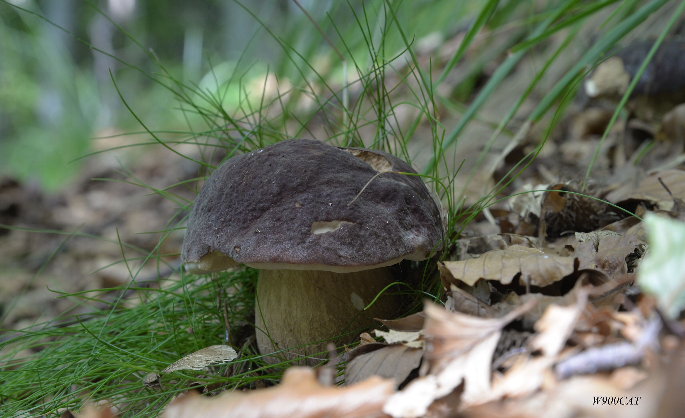 In autunno, tra i miei boschi...