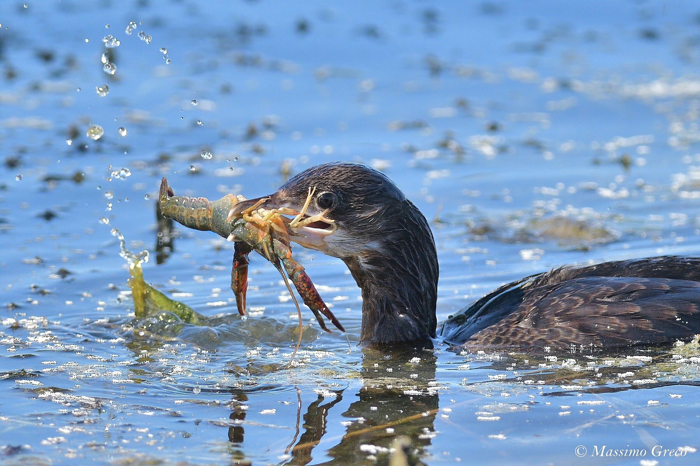 Marangone minore (Microcarbo pygmeus)