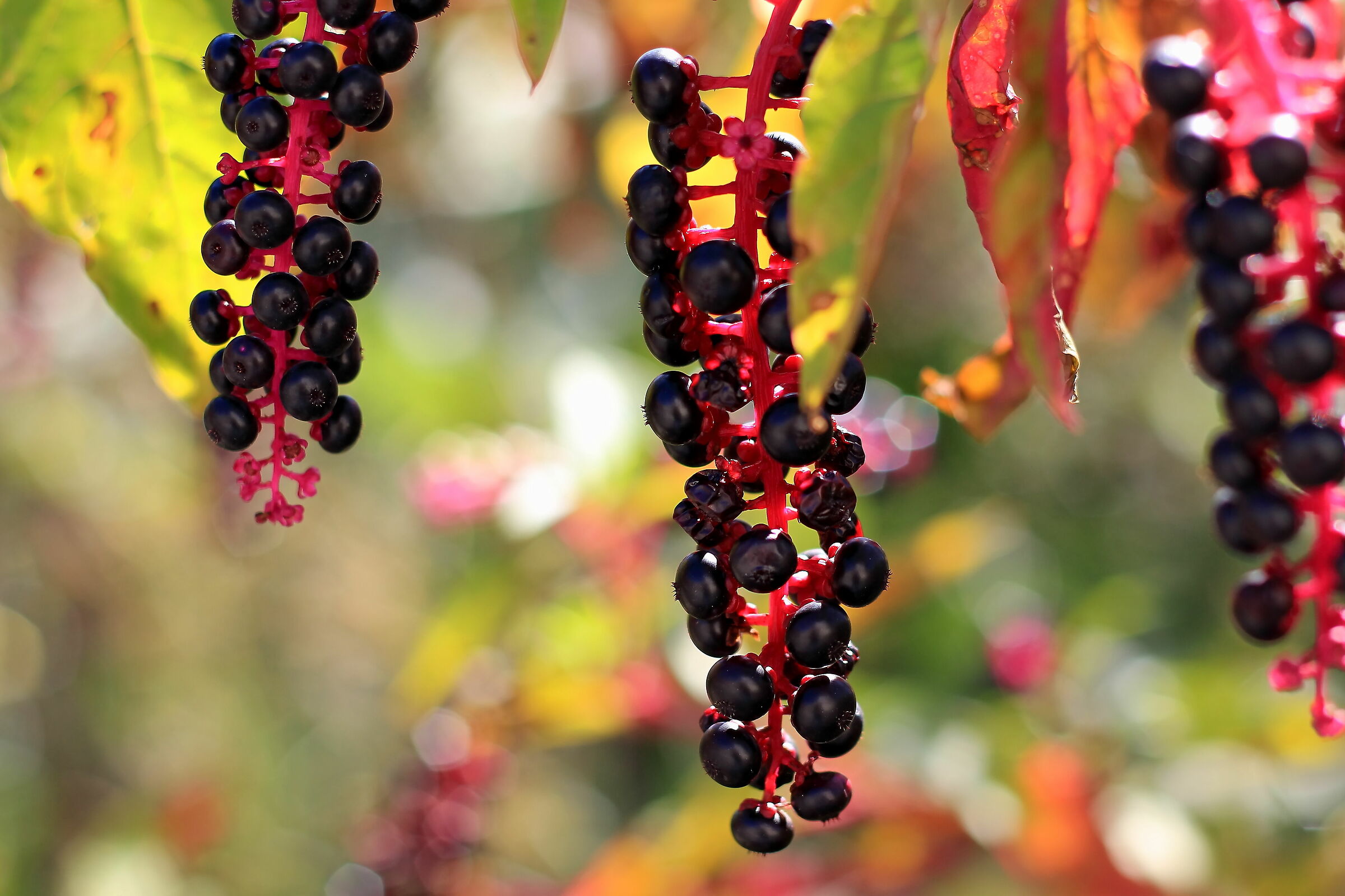 I colori dell'autunno