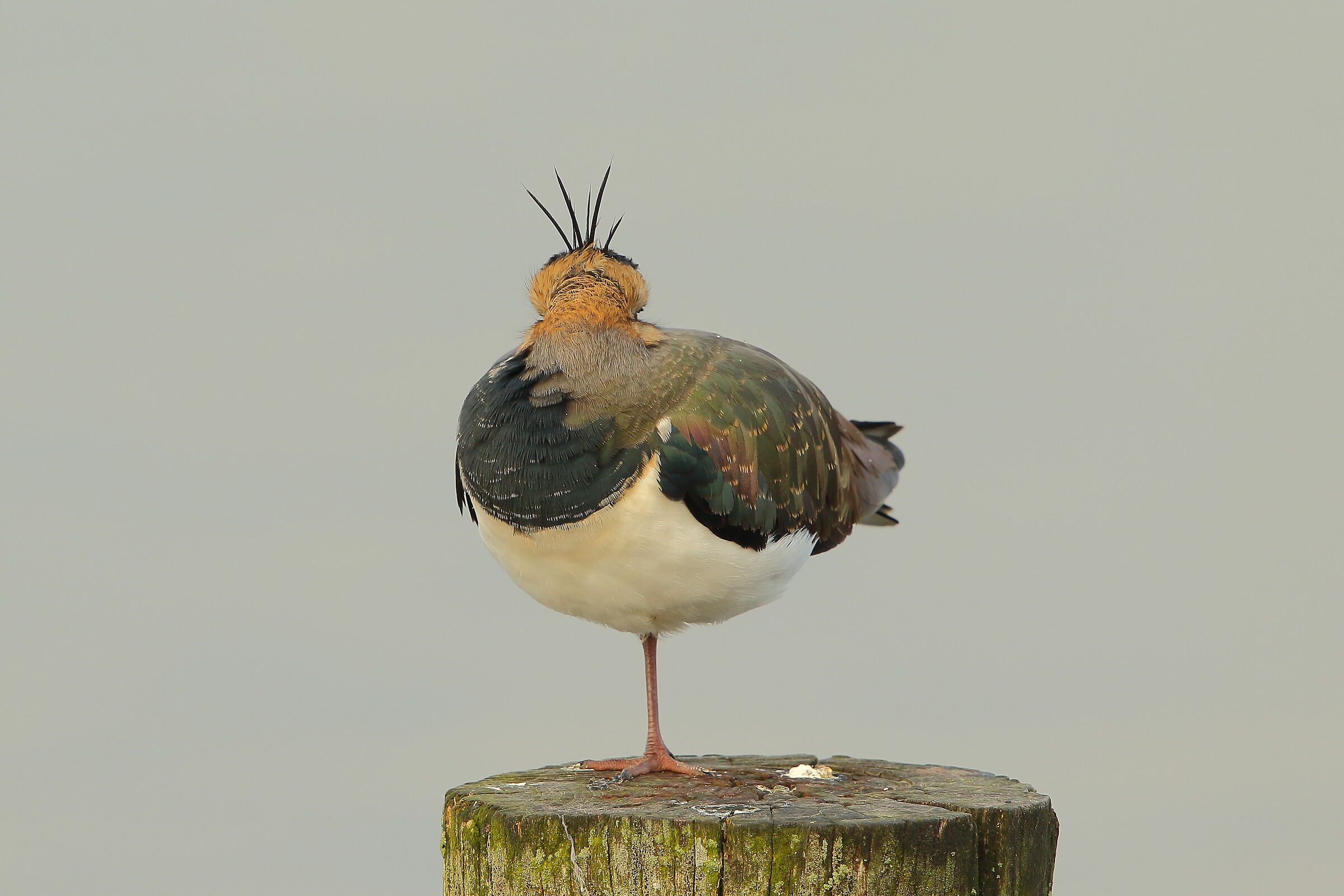 Lapwing