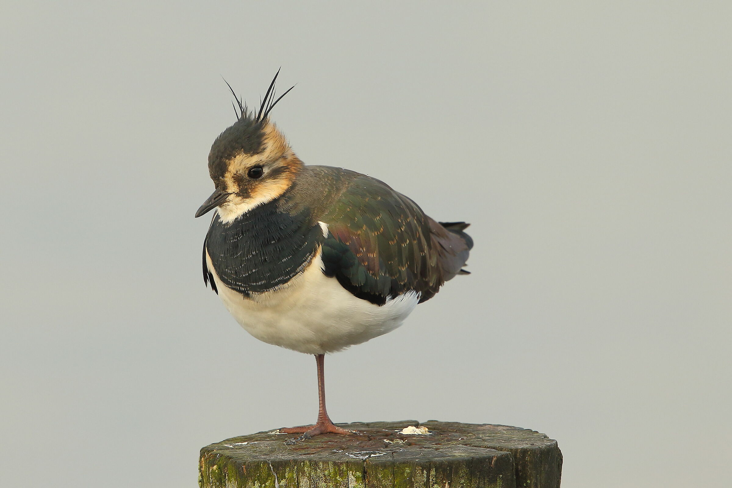 Lapwing