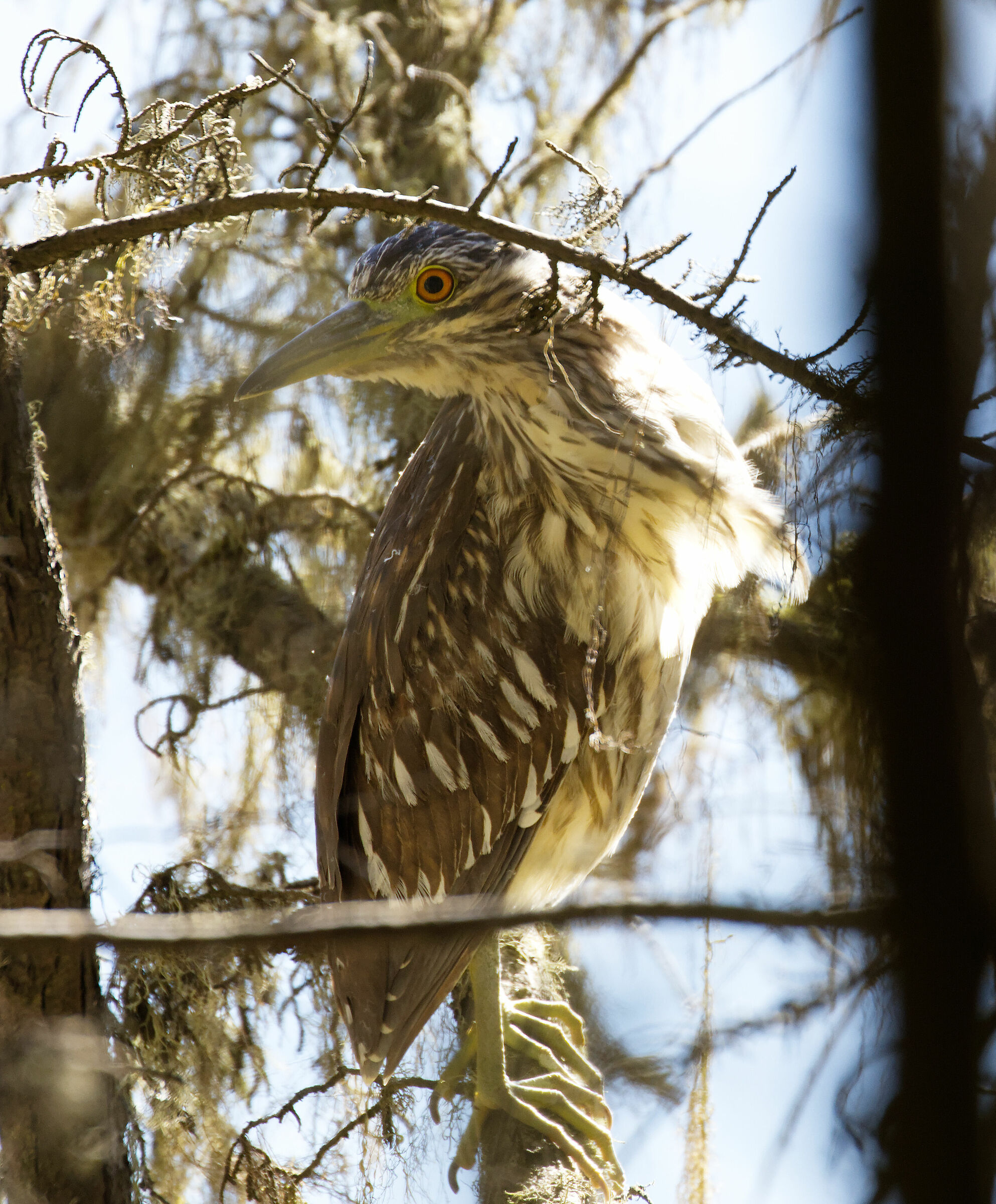 Juvenile Black-crowned Night Heron