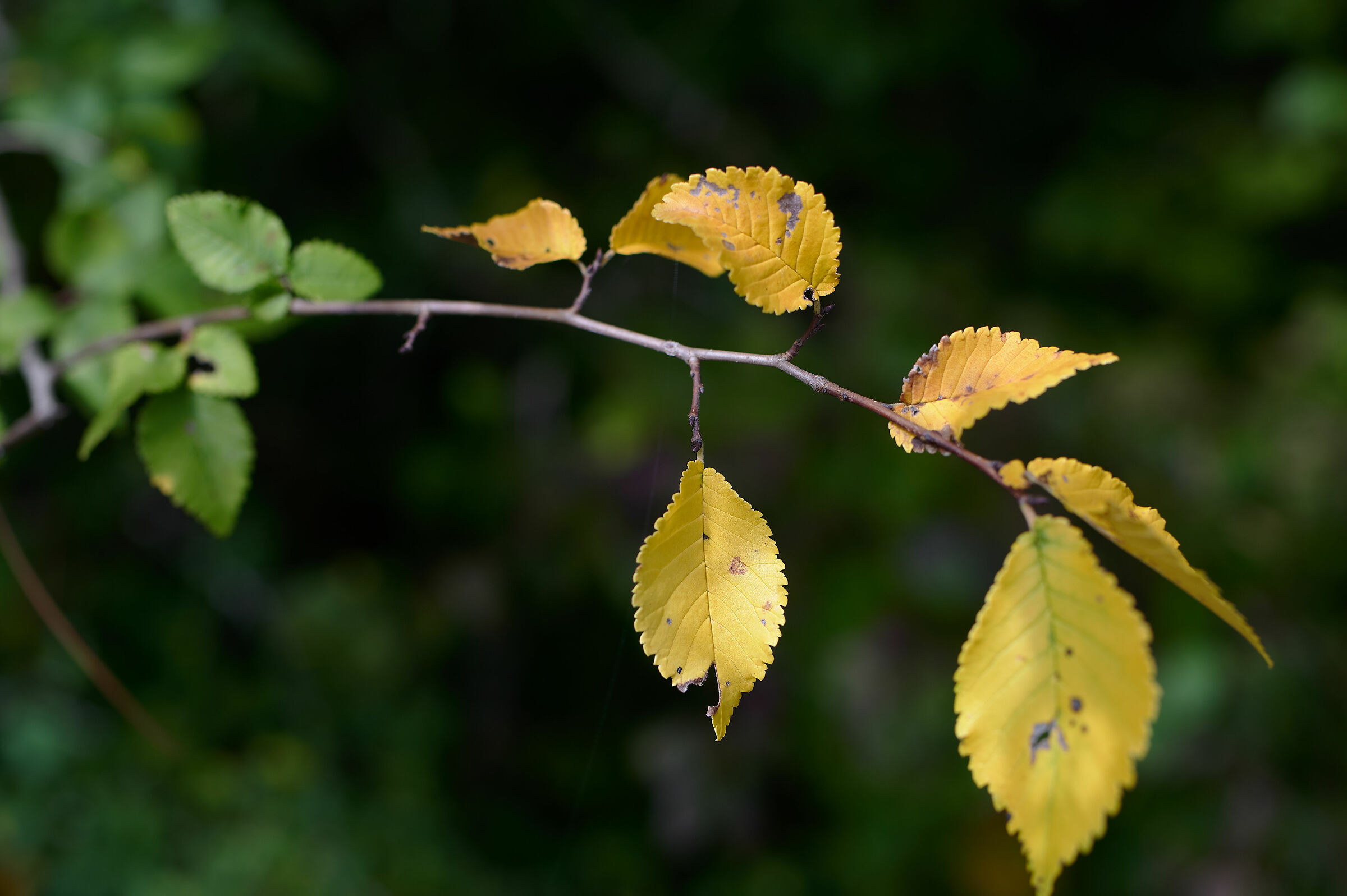 Il bel giallo d'autunno