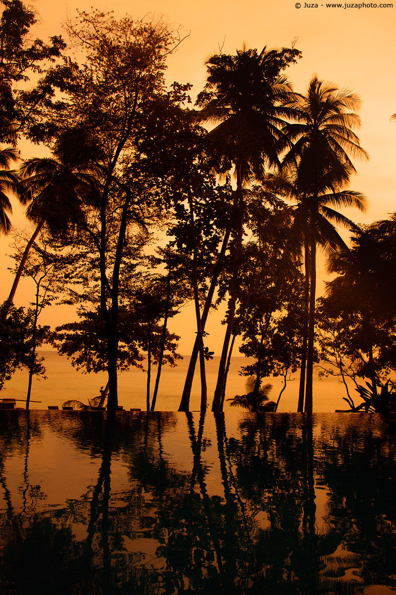 Palme riflesse in una piscina, 009216