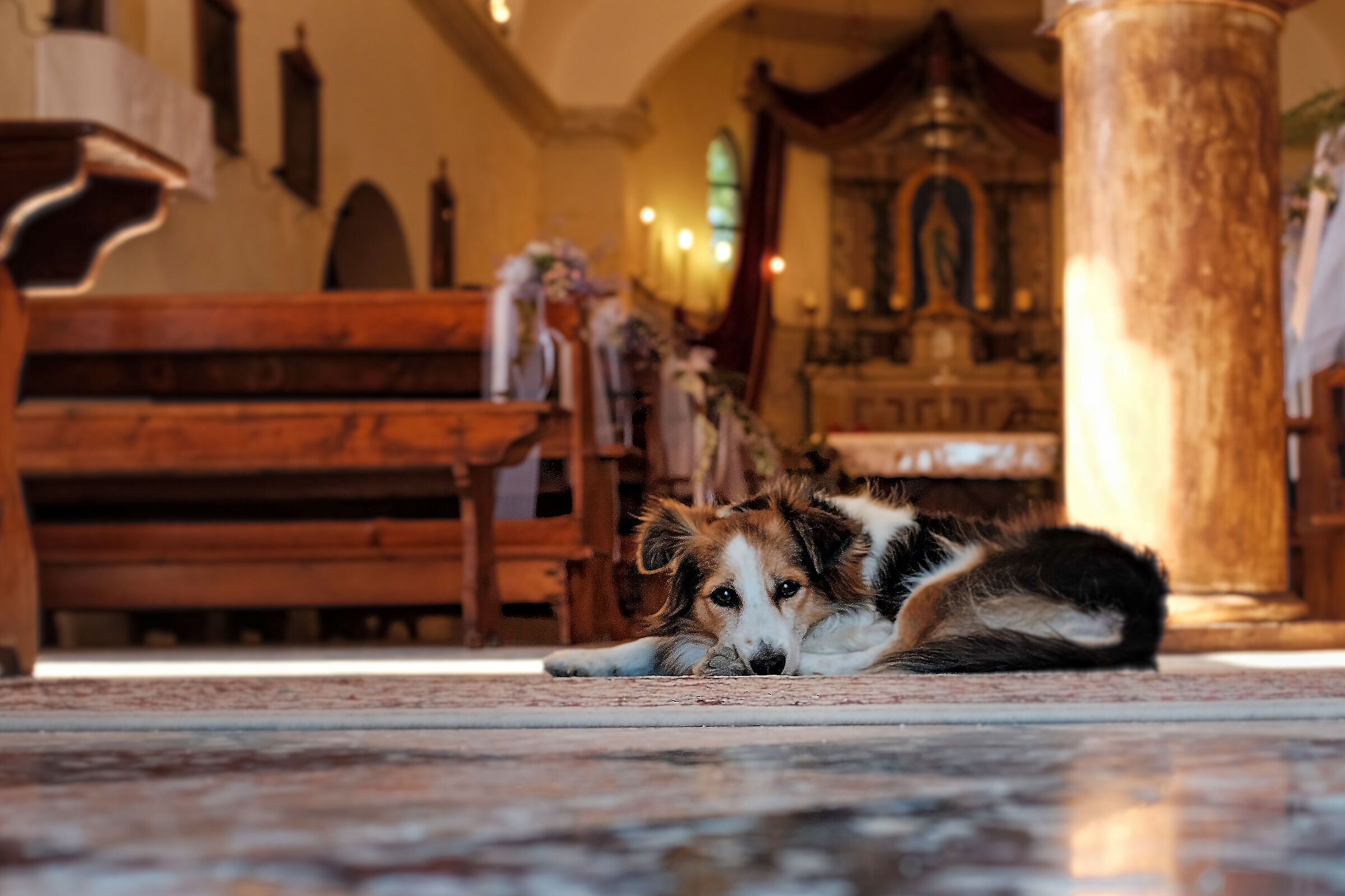 ...like dogs in church