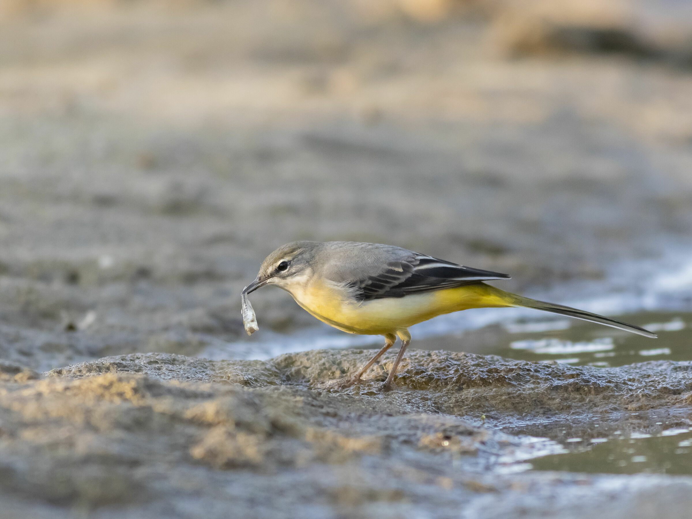 Yellow ballerina with prey