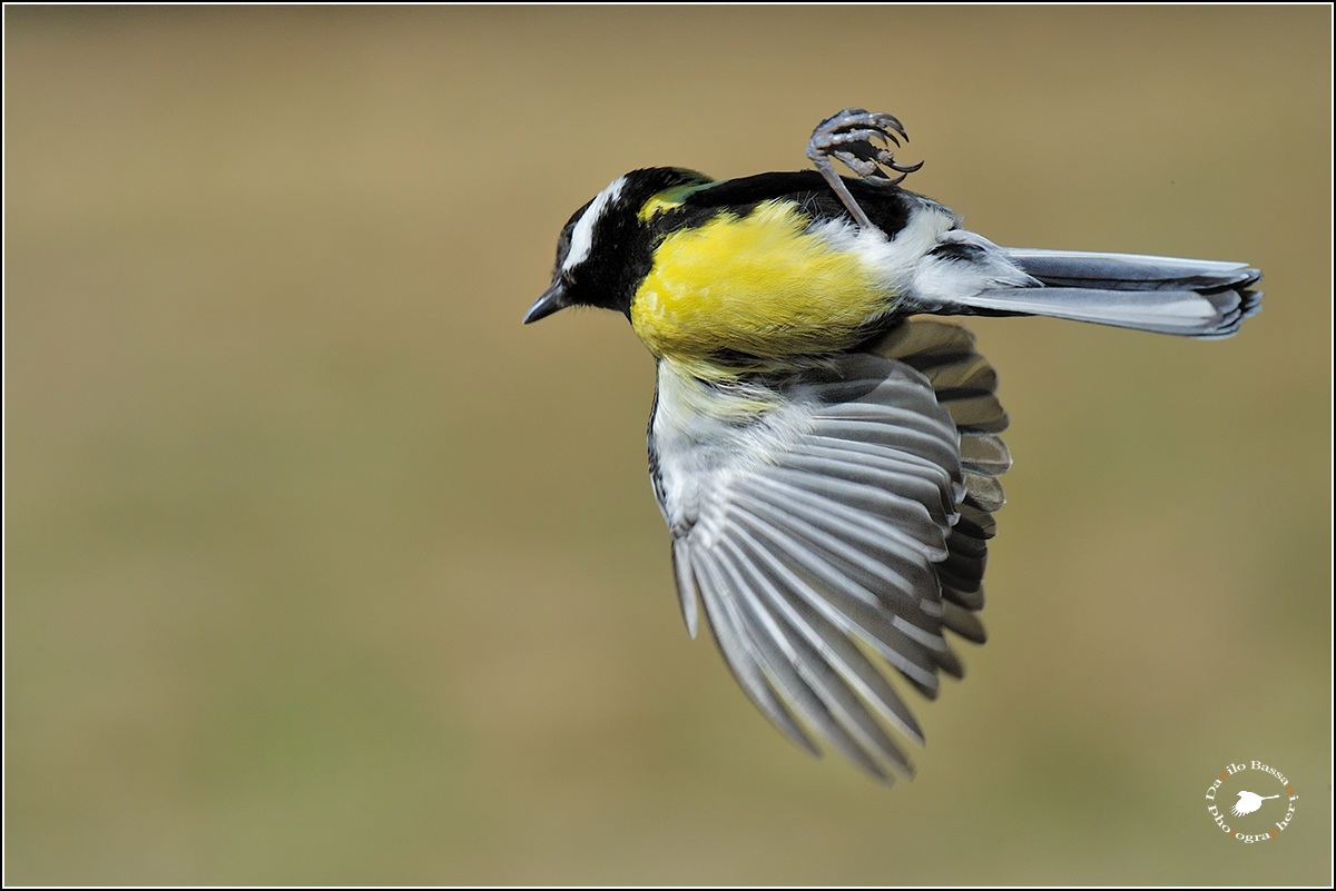 Freccia Tricolore in Volo ...Rovesciato