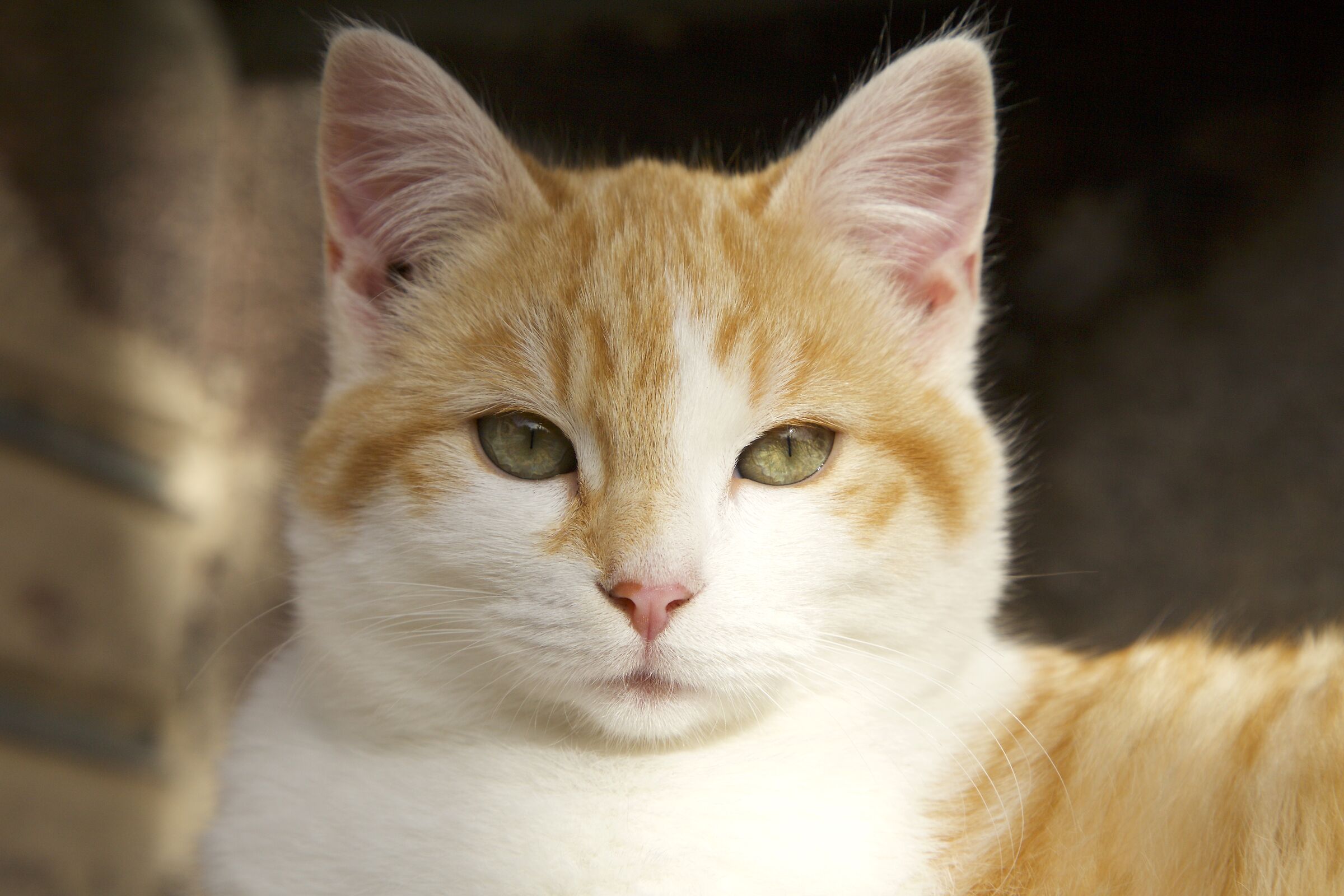 Un primo piano felino.